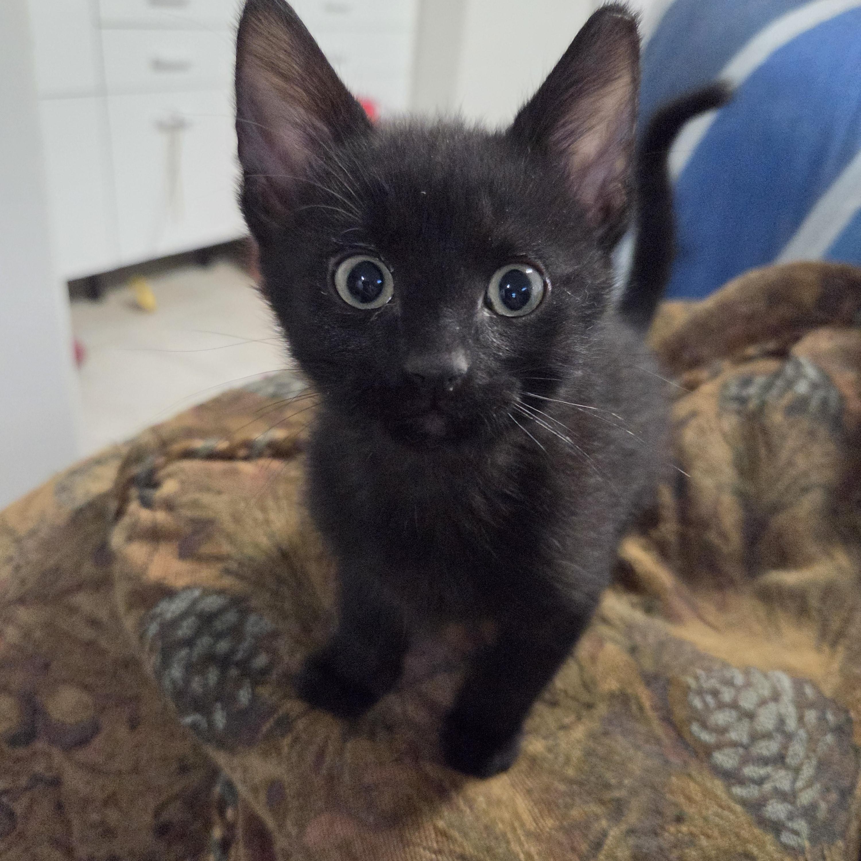 Enlarge Willie Haseman, a Adopted Domestic Short Hair in Denver, CO image 1/2