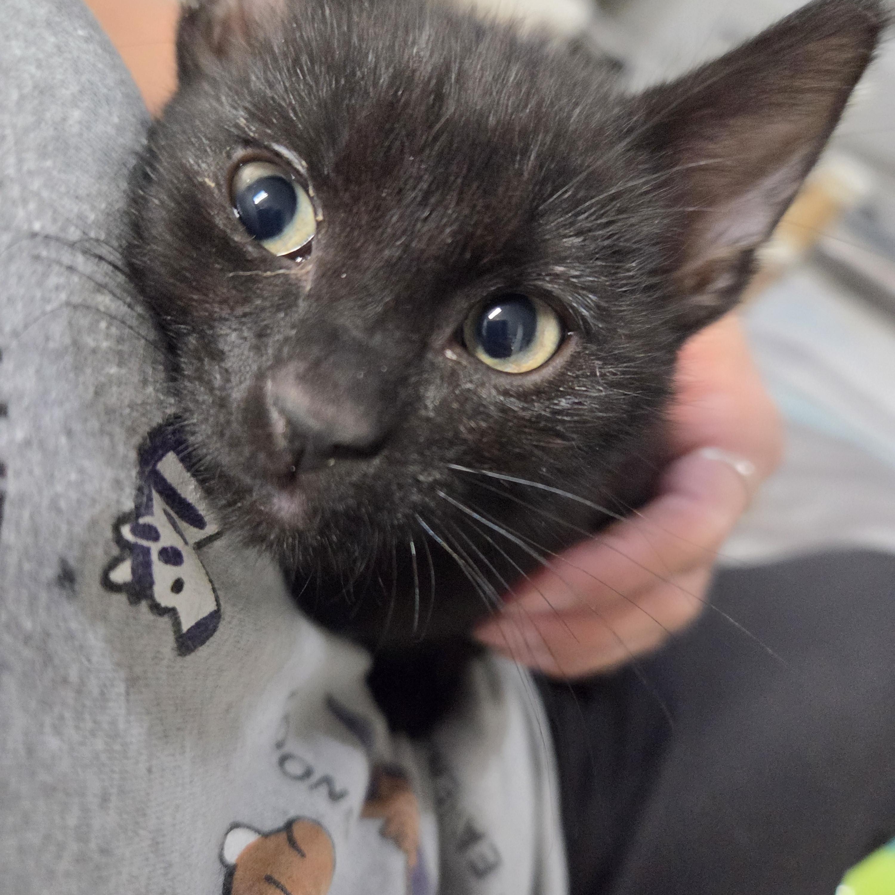 Enlarge Willie Haseman, a Adopted Domestic Short Hair in Denver, CO image 2/2