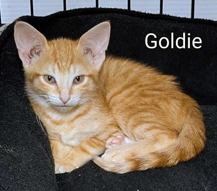 Goldie, Adoptable, Young Female Domestic Short Hair.