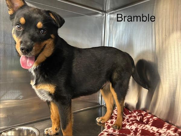 Bramble, Adoptable, Young Male Australian Cattle Dog / Blue Heeler.