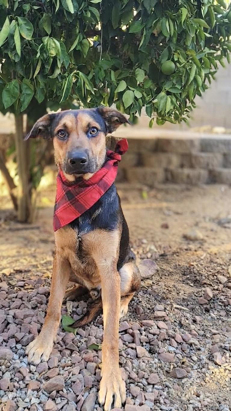 Steven Jr., Adopted, Puppy Male German Shepherd Dog.