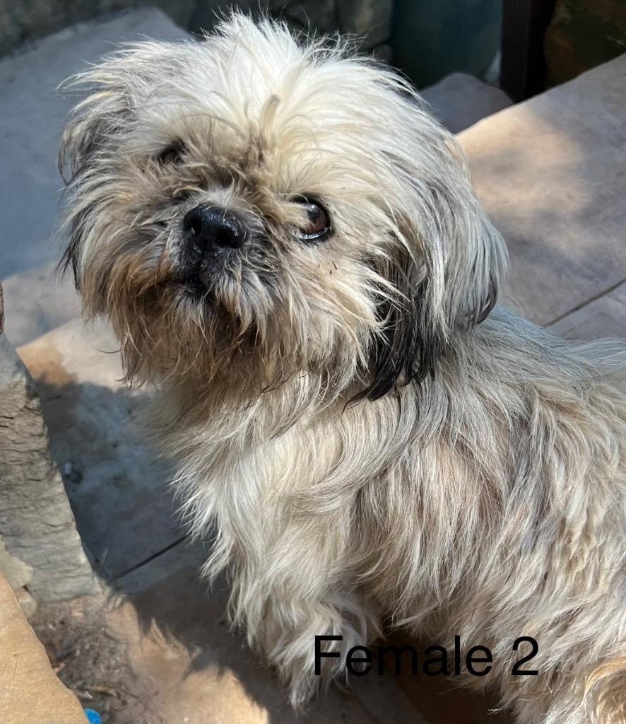 BIANCA Benefactor Dog, Adopted, Adult Female Shih Tzu.