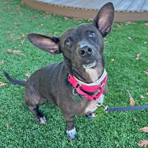 Dobby, Adoptable, Adult Male Chihuahua.
