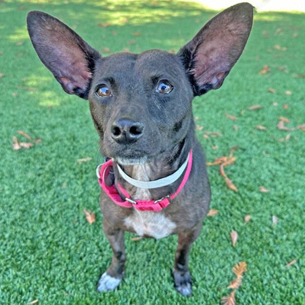 Dobby, a Adoptable mixed breed in Walnut Creek, CA image 3/3