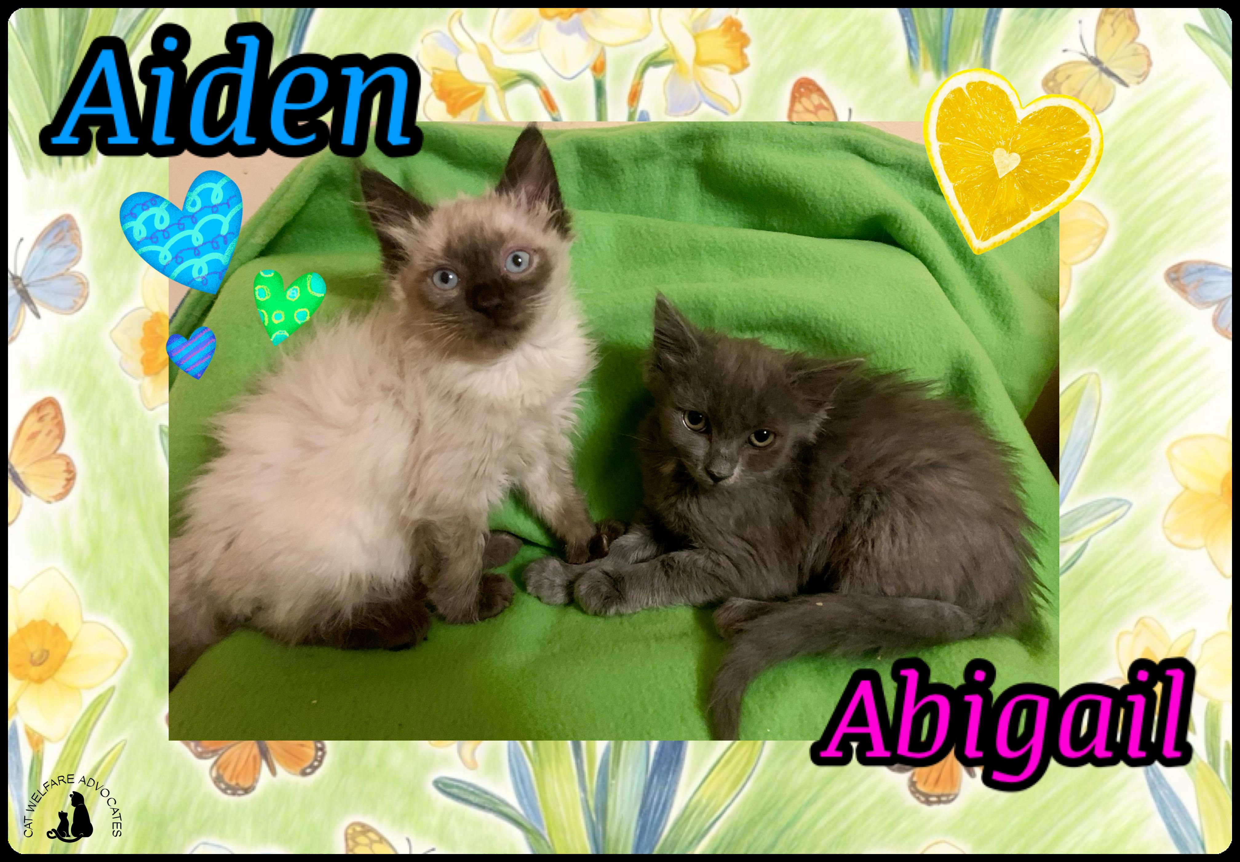 Aiden & Abigail- BONDED PAIR, adopted, Young Male Domestic Long Hair.