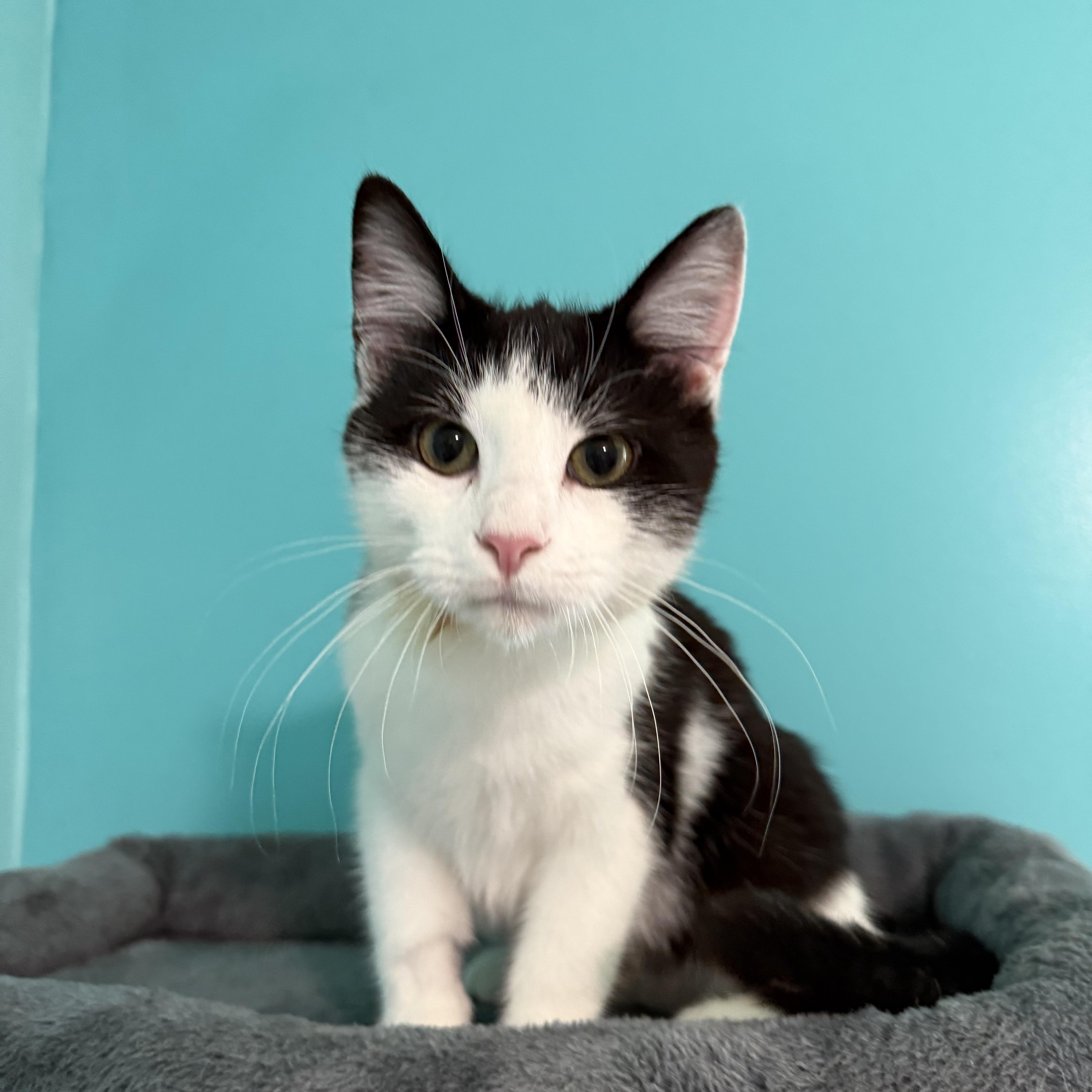 Molly, Adopted, Kitten Female Domestic Short Hair.