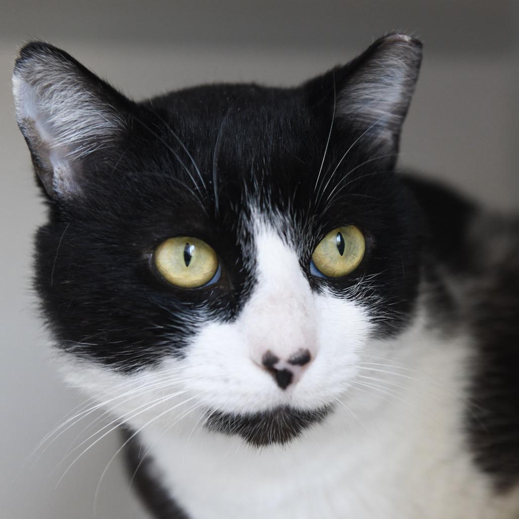Alfred, a Adoptable Domestic Short Hair in Redwood City, CA image 1/4