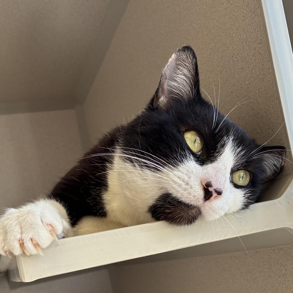 Alfred, a Adoptable Domestic Short Hair in Redwood City, CA image 2/4