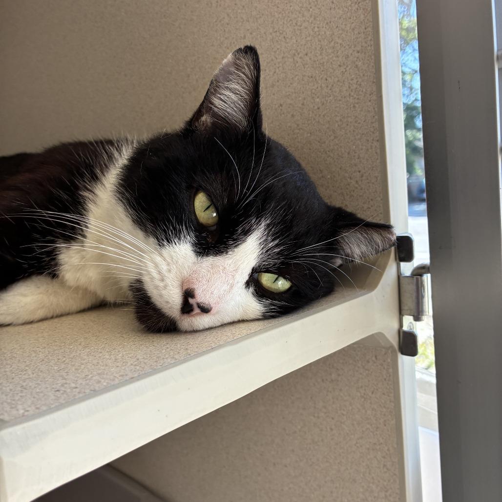 Alfred, a Adoptable Domestic Short Hair in Redwood City, CA image 3/4