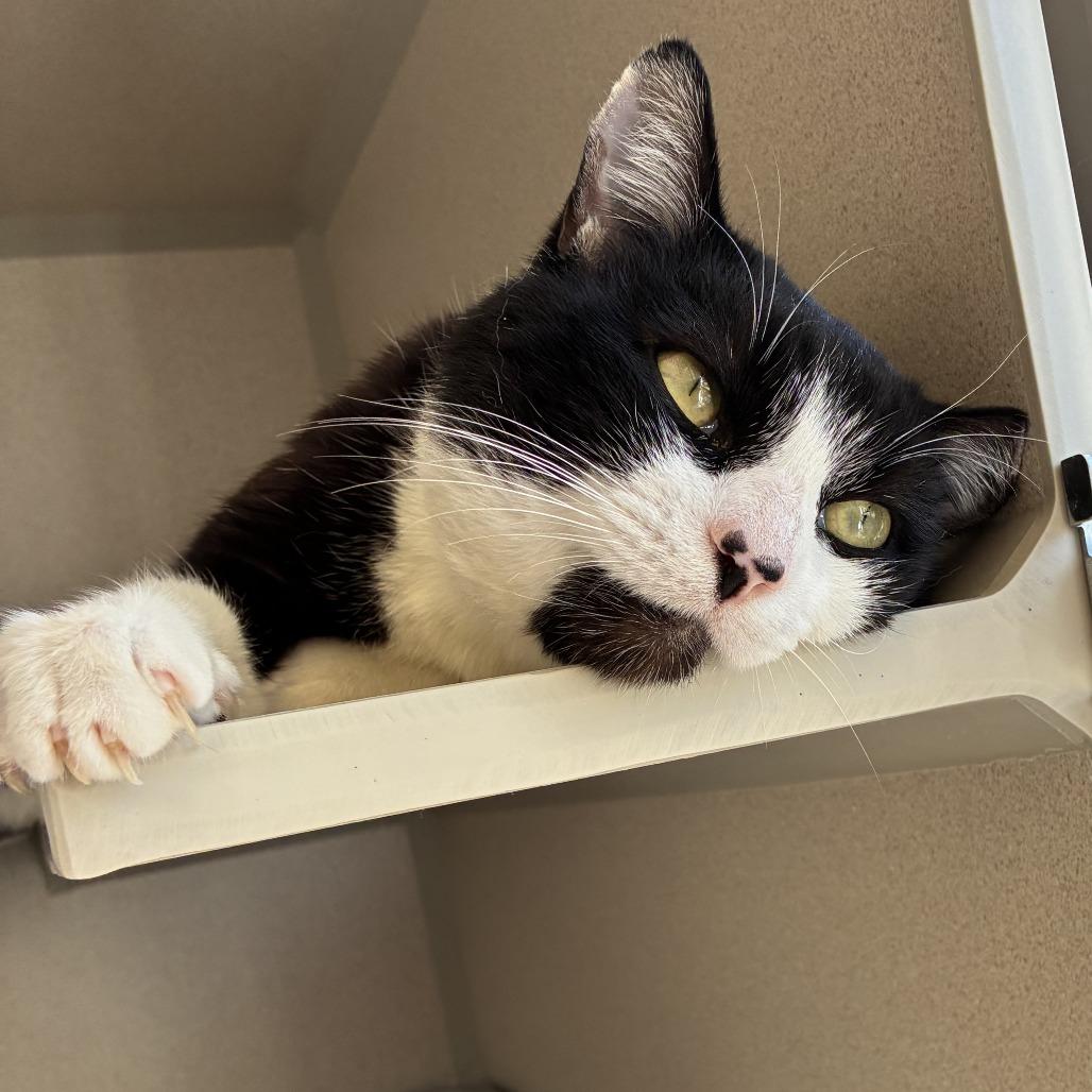 Alfred, a Adoptable Domestic Short Hair in Redwood City, CA image 4/4