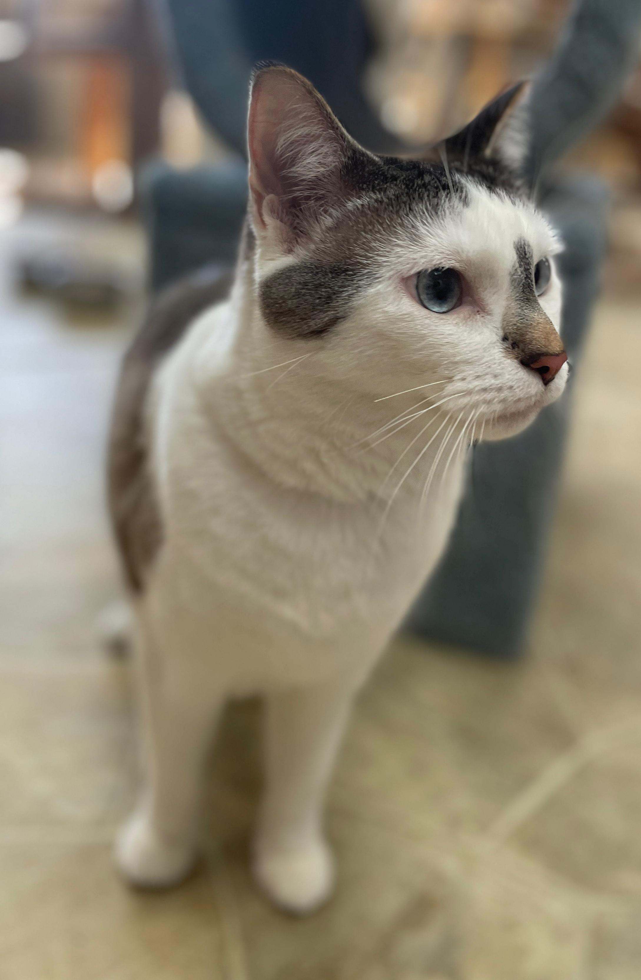 Enlarge Smokey, a Adoptable Domestic Short Hair in Neillsville, WI image 6/6