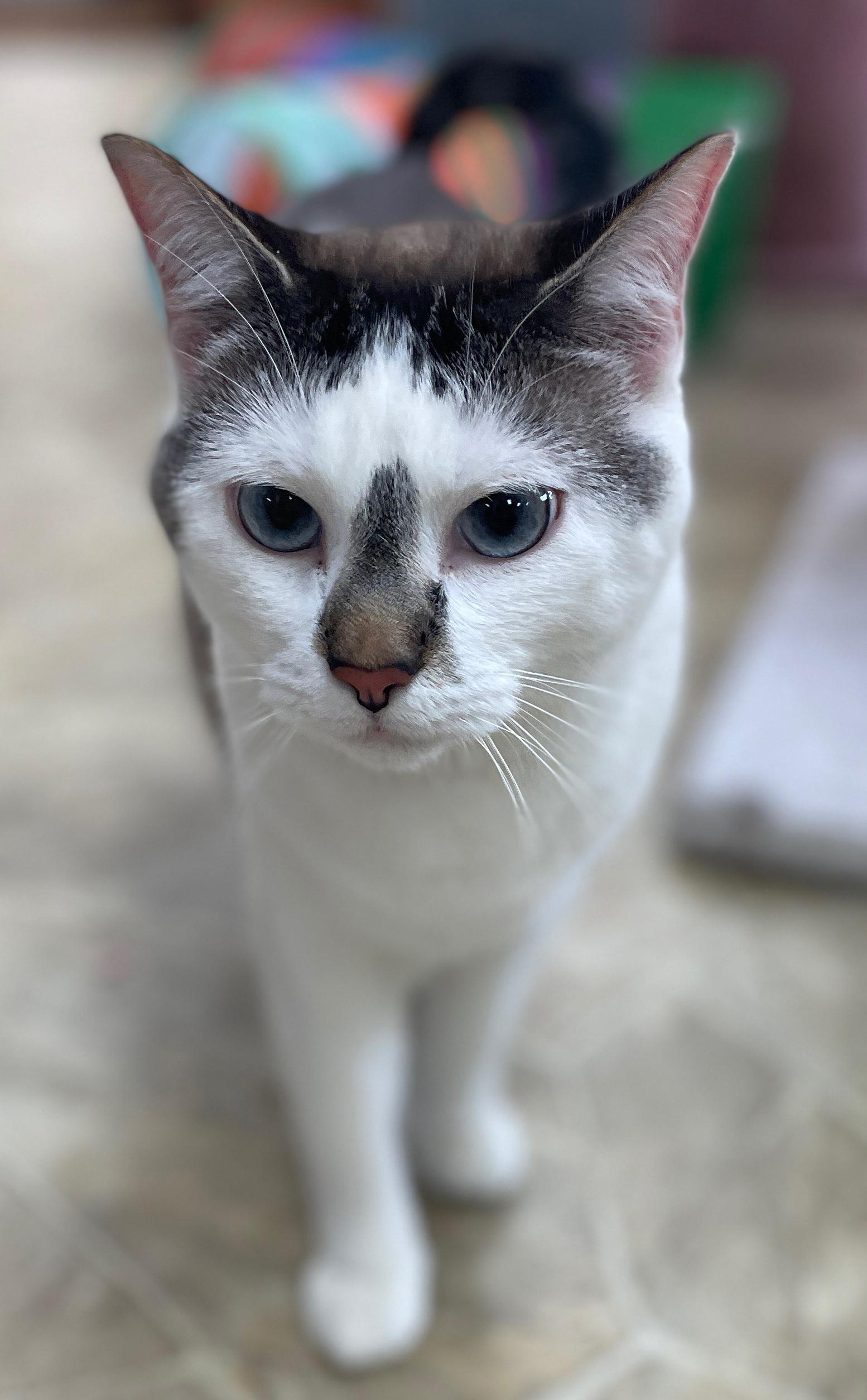 Enlarge Smokey, a Adoptable Domestic Short Hair in Neillsville, WI image 2/6