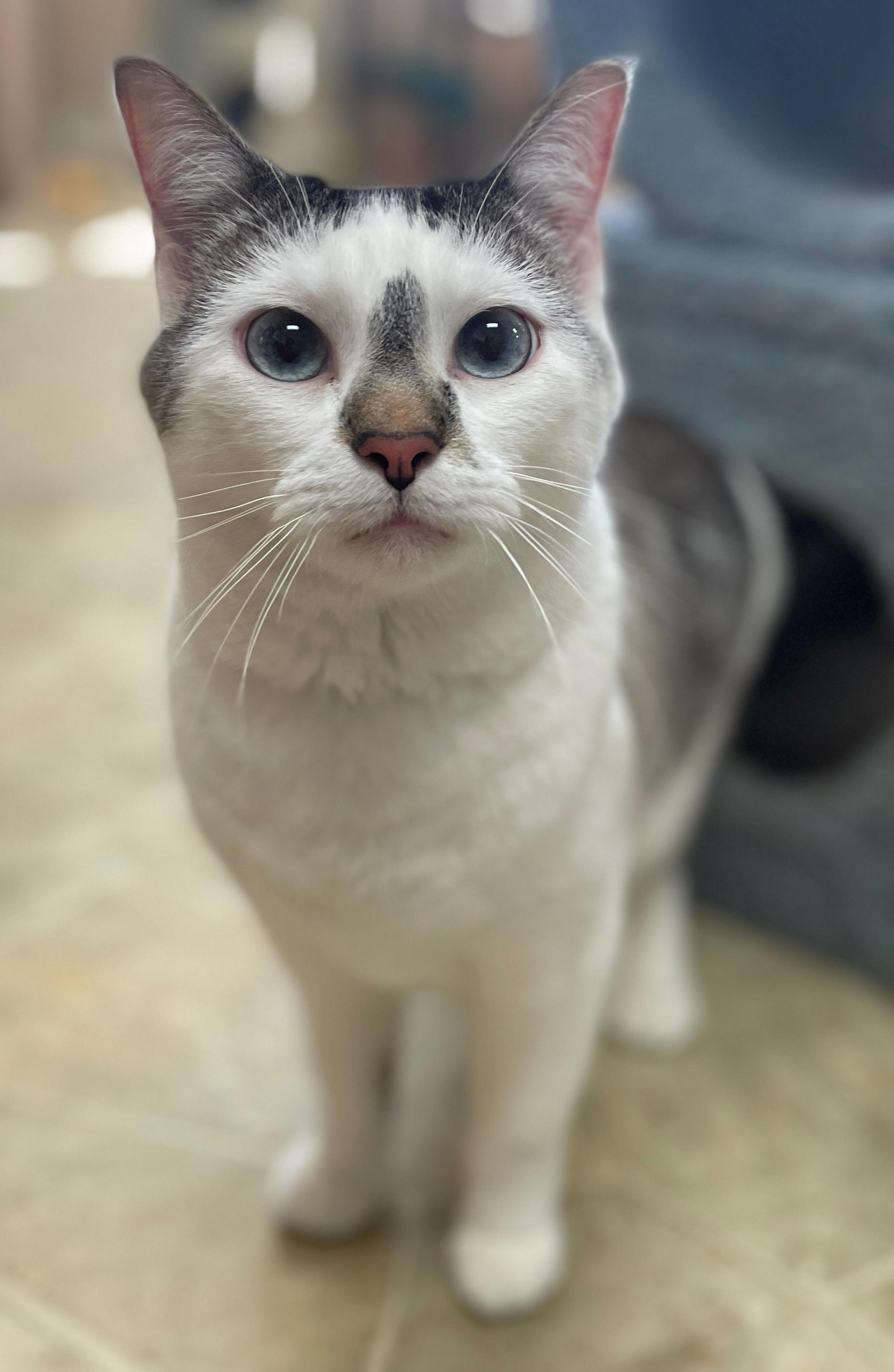Enlarge Smokey, a Adoptable Domestic Short Hair in Neillsville, WI image 4/6