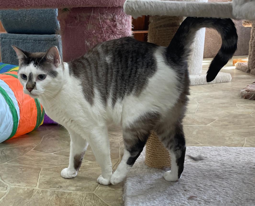 Enlarge Smokey, a Adoptable Domestic Short Hair in Neillsville, WI image 3/6