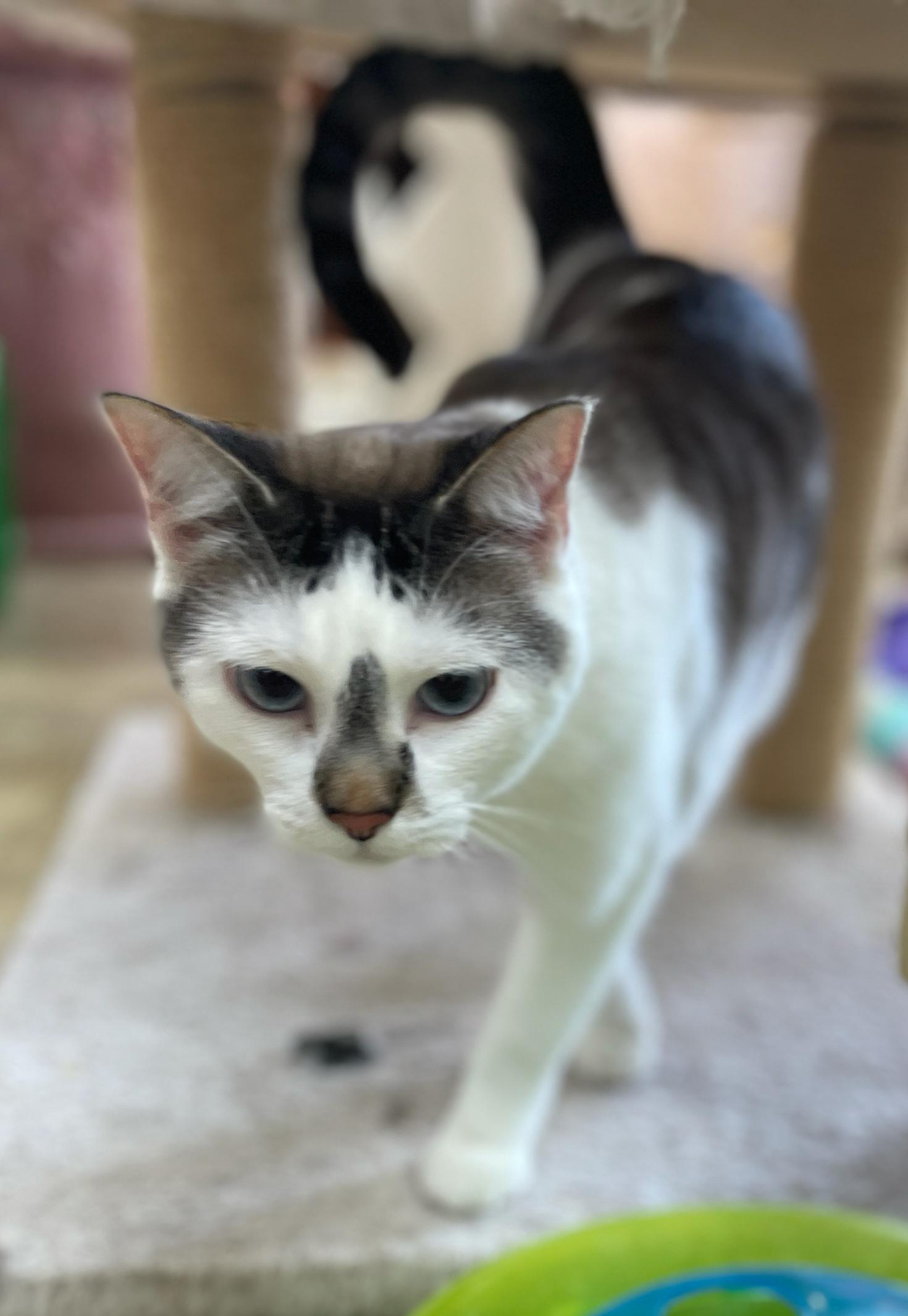 Enlarge Smokey, a Adoptable Domestic Short Hair in Neillsville, WI image 5/6