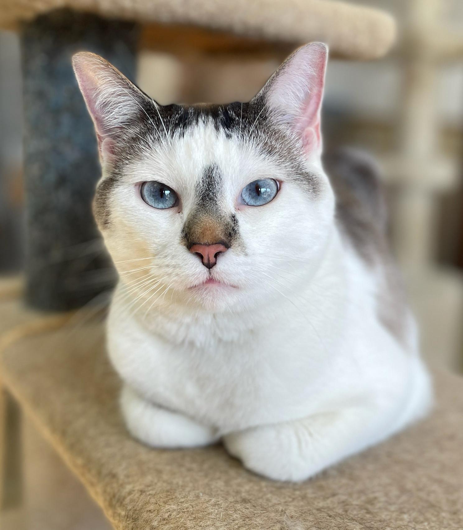 Enlarge Smokey, a Adoptable Domestic Short Hair in Neillsville, WI image 1/6