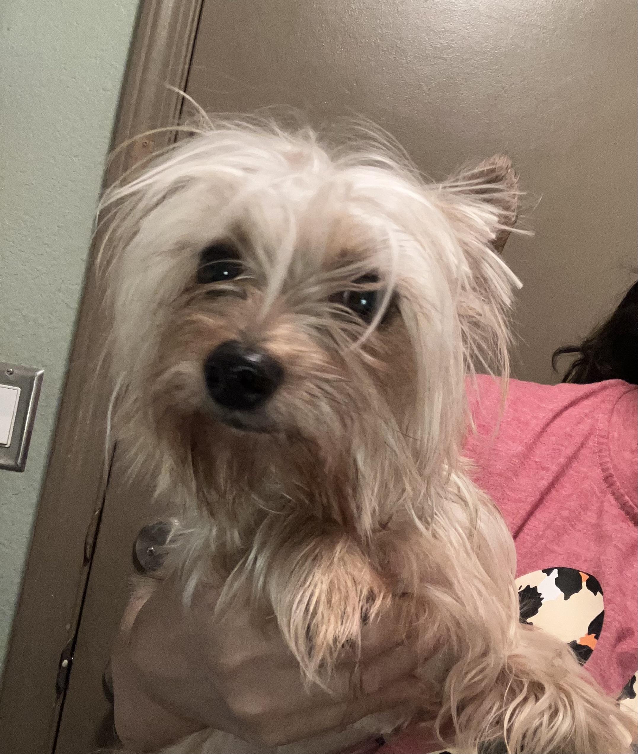 Blaze, adopted, Adult Male Yorkshire Terrier.