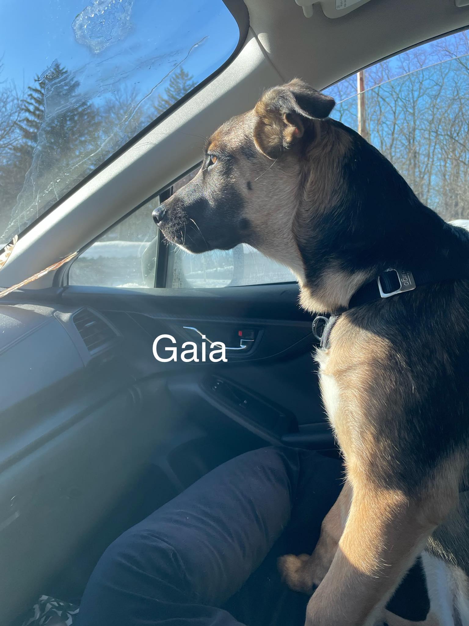 Gaia (20251010-04) — thumbnail 5