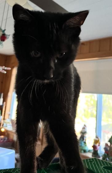 Enlarge Phantom, a Adoptable Domestic Short Hair in Topsham, ME image 2/2