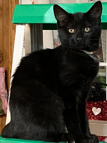 Phantom, Adoptable, Young Female Domestic Short Hair.