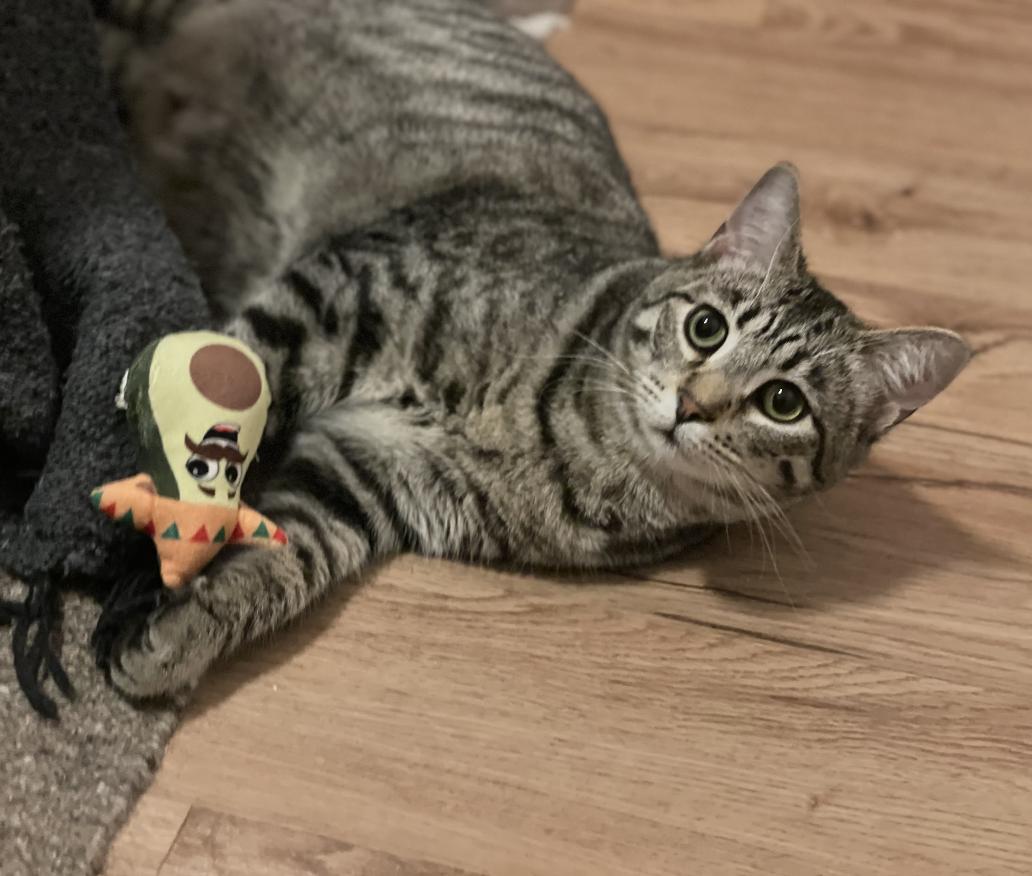 The Roof Kittens (Nook, Dusty - 1 boy, 1 girl)