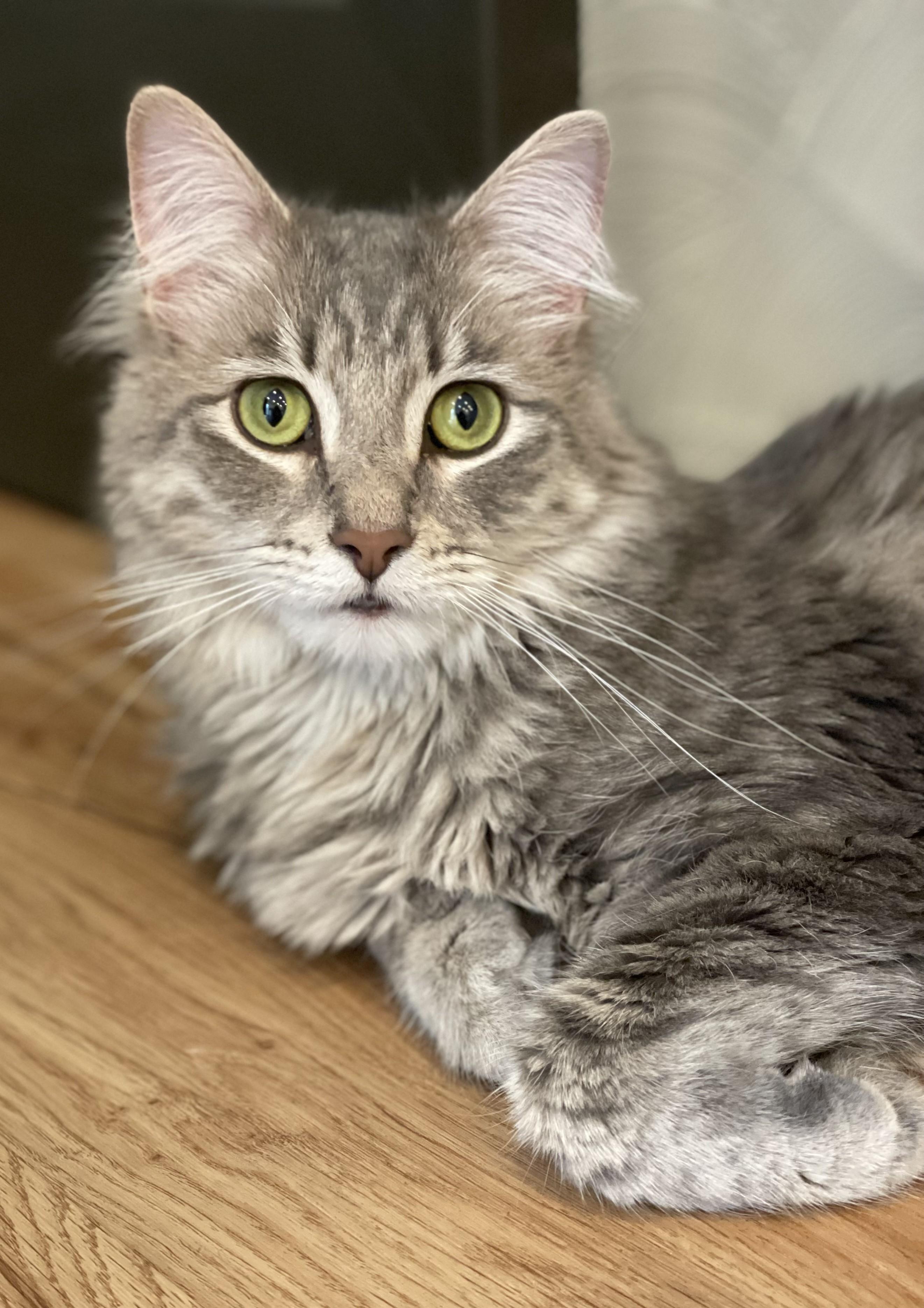 Enlarge The Roof Kittens (Nook - tabby girl, Dusty - fluffy boy), a Adoptable Domestic Short Hair in Columbus, OH image 2/6