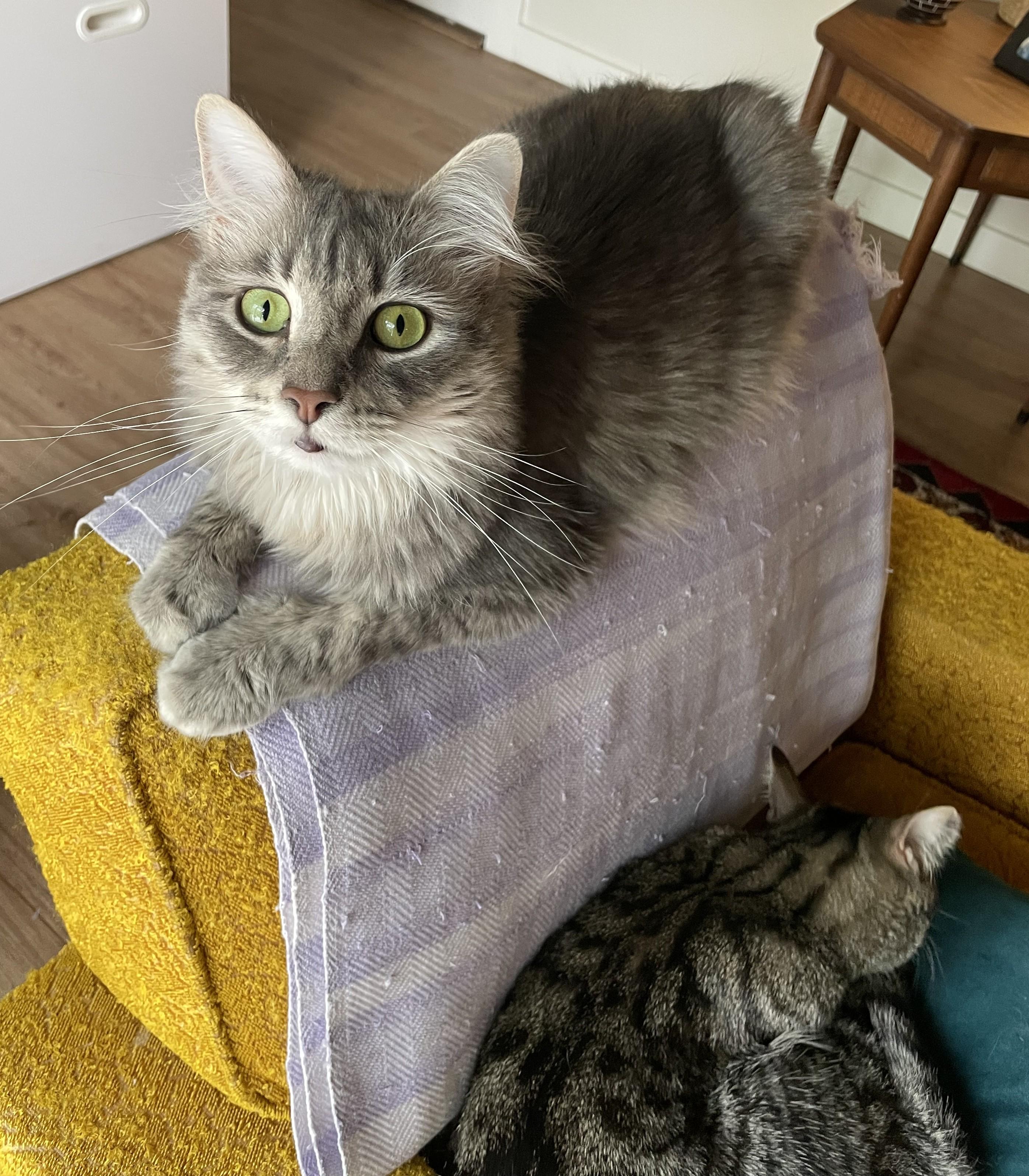 The Roof Kittens (Nook - tabby girl, Dusty - fluffy boy), Adoptable, Young Male Domestic Short Hair.
