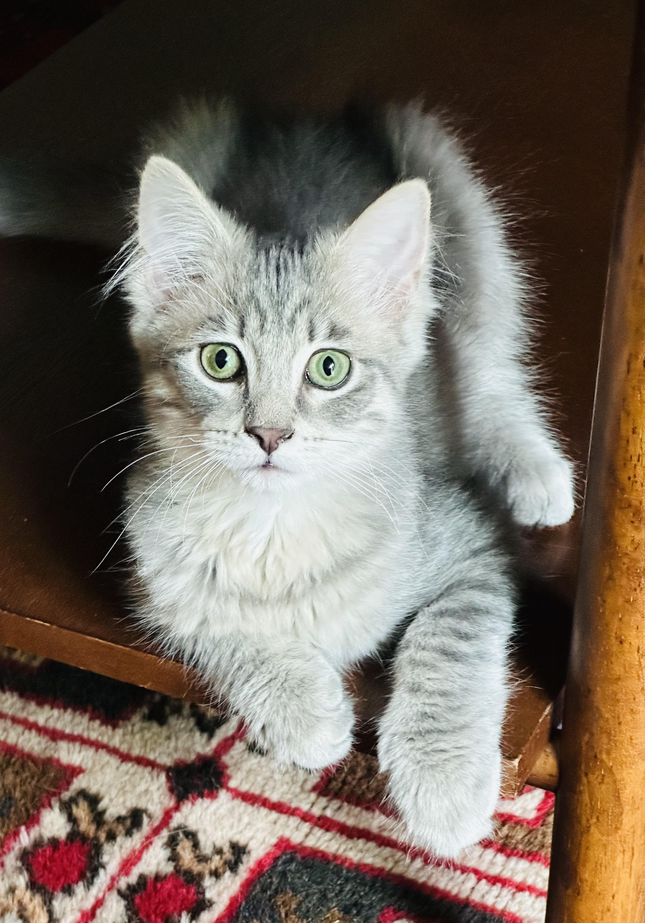 The Roof Kittens (Eave, Soffit, Nook, Dusty)