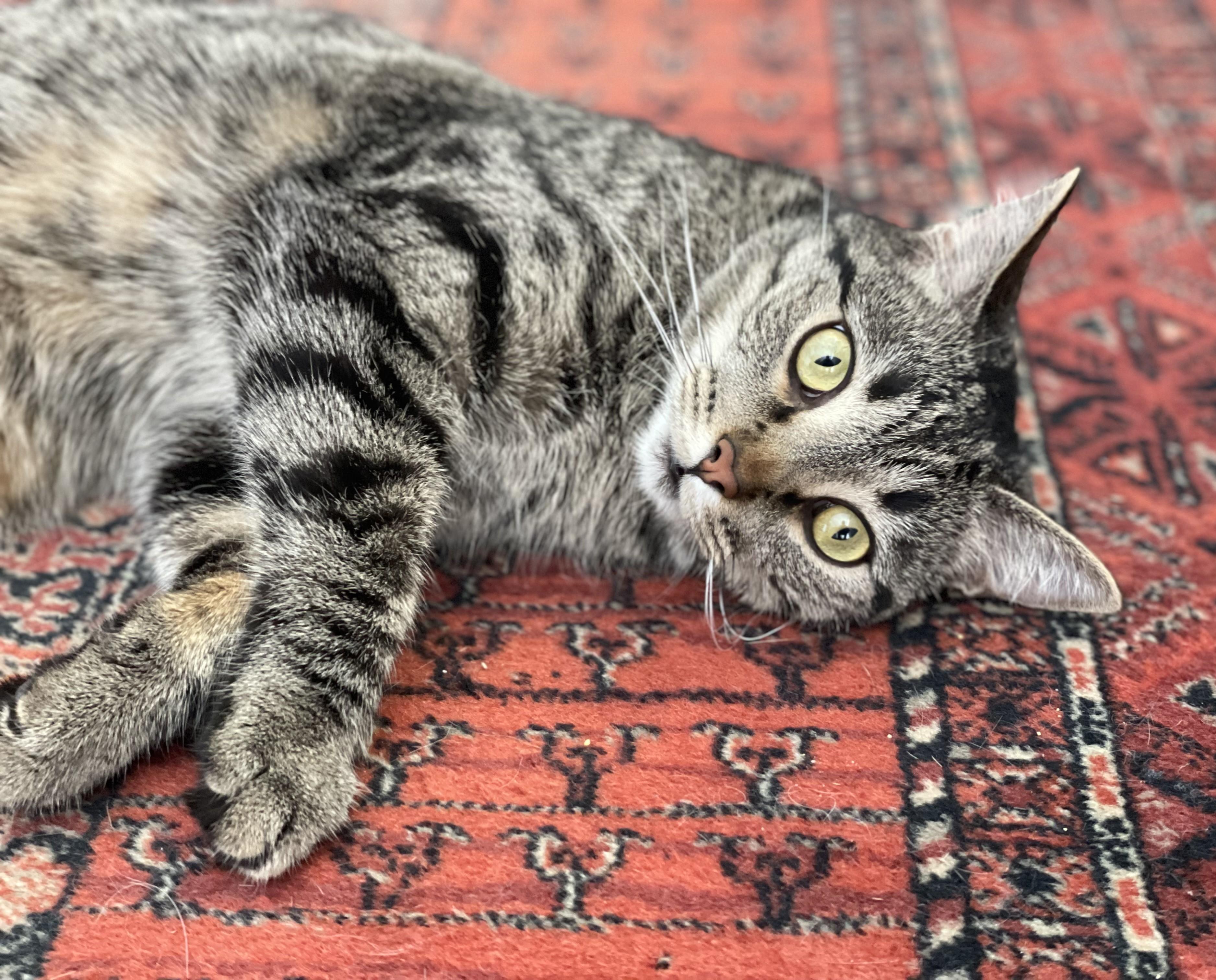 Enlarge The Roof Kittens (Nook - tabby girl, Dusty - fluffy boy), a Adoptable Domestic Short Hair in Columbus, OH image 5/6