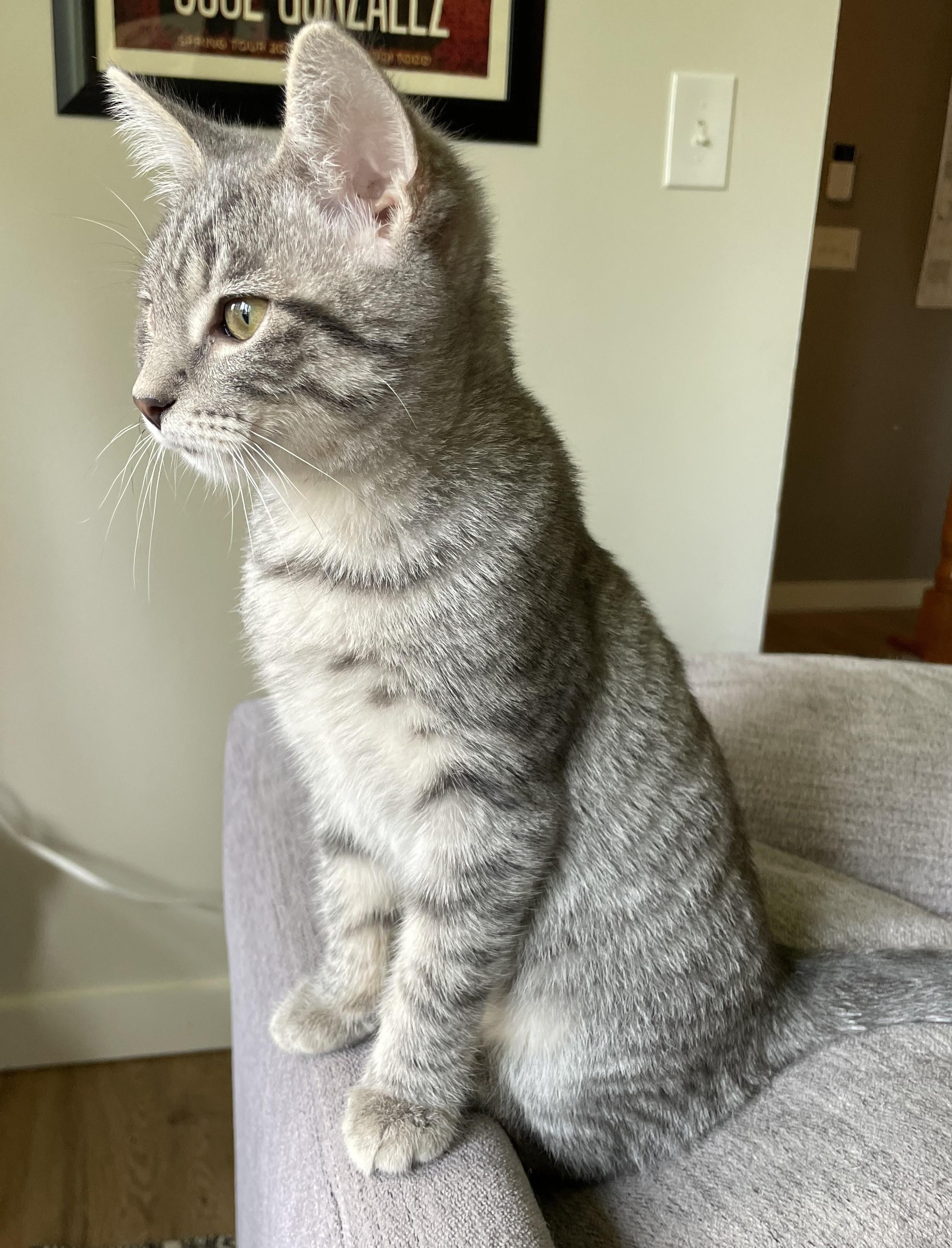 The Roof Kittens (Eave, Soffit, Nook, Dusty)