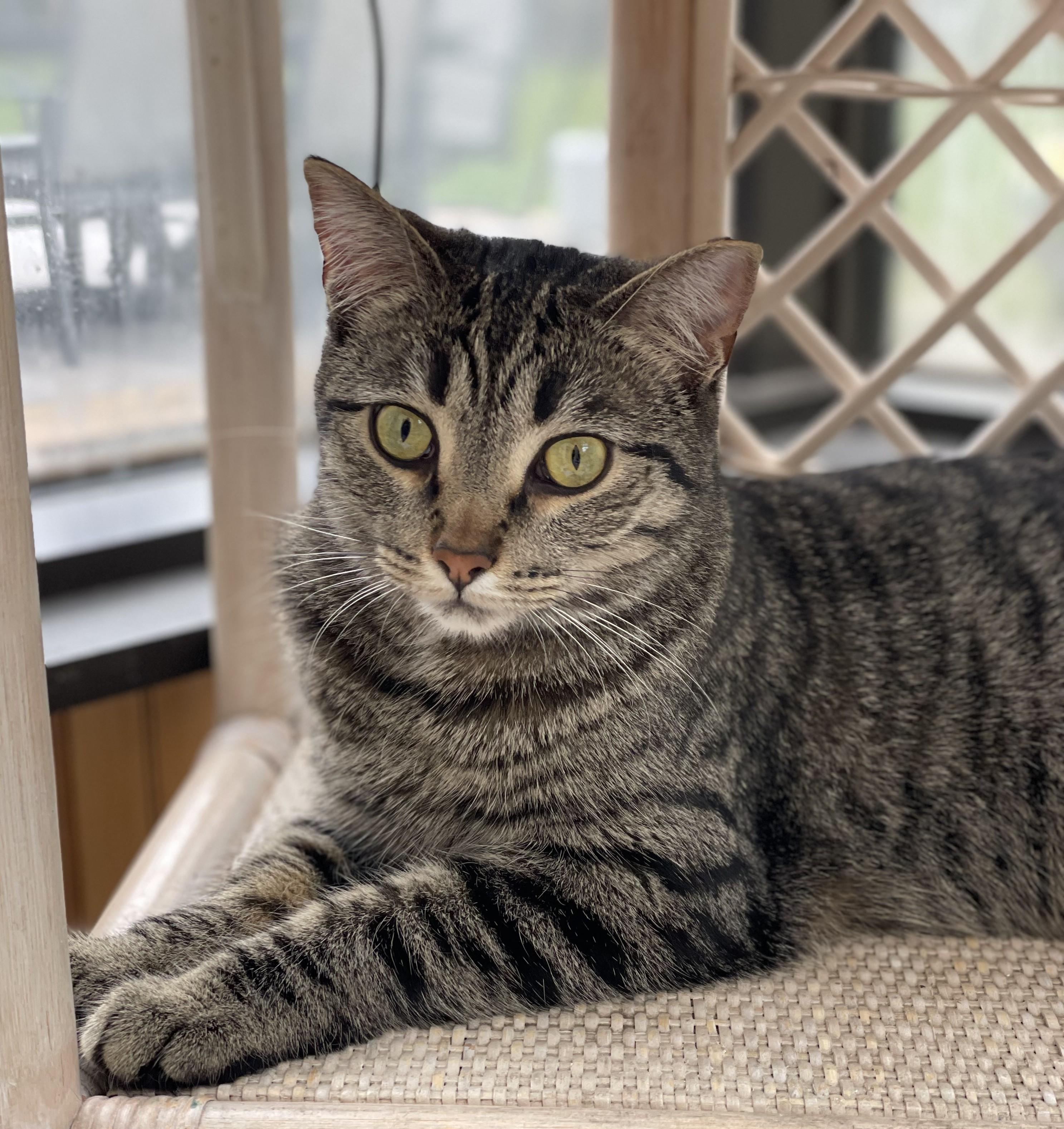 Enlarge The Roof Kittens (Nook - tabby girl, Dusty - fluffy boy), a Adoptable Domestic Short Hair in Columbus, OH image 3/6