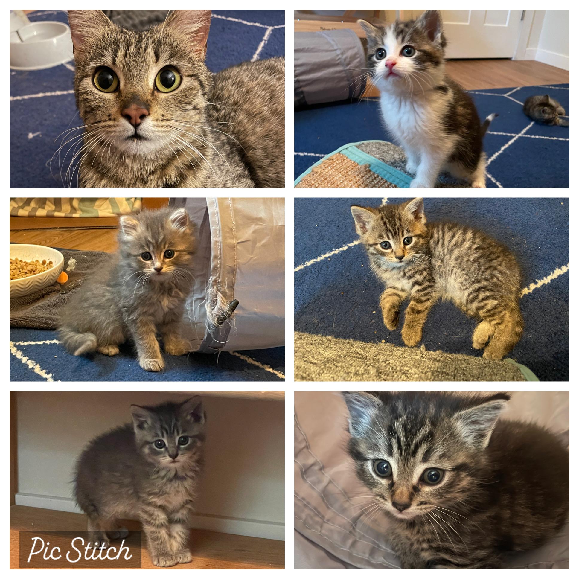 The Roof Kittens, Baby Male Domestic Medium Hair