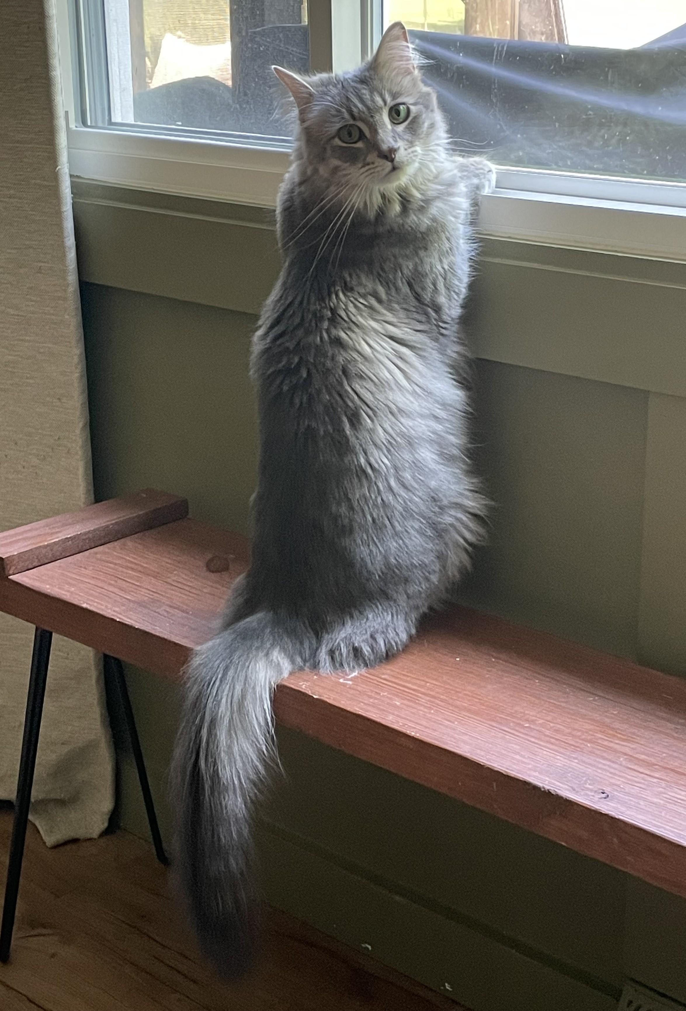 Enlarge The Roof Kittens (Nook - tabby girl, Dusty - fluffy boy), a Adoptable Domestic Short Hair in Columbus, OH image 6/6