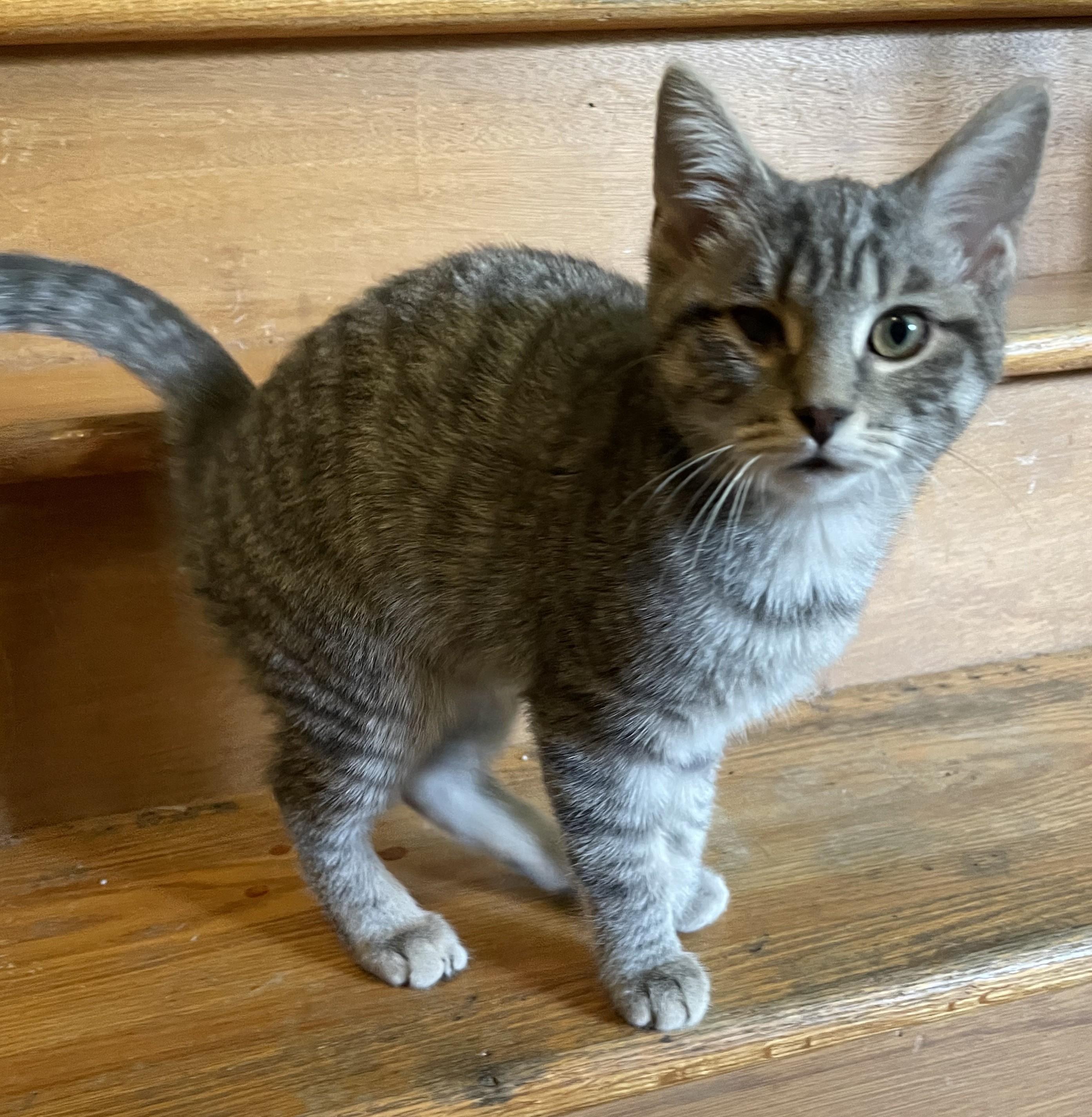 The Roof Kittens (Eave, Soffit, Nook, Dusty)