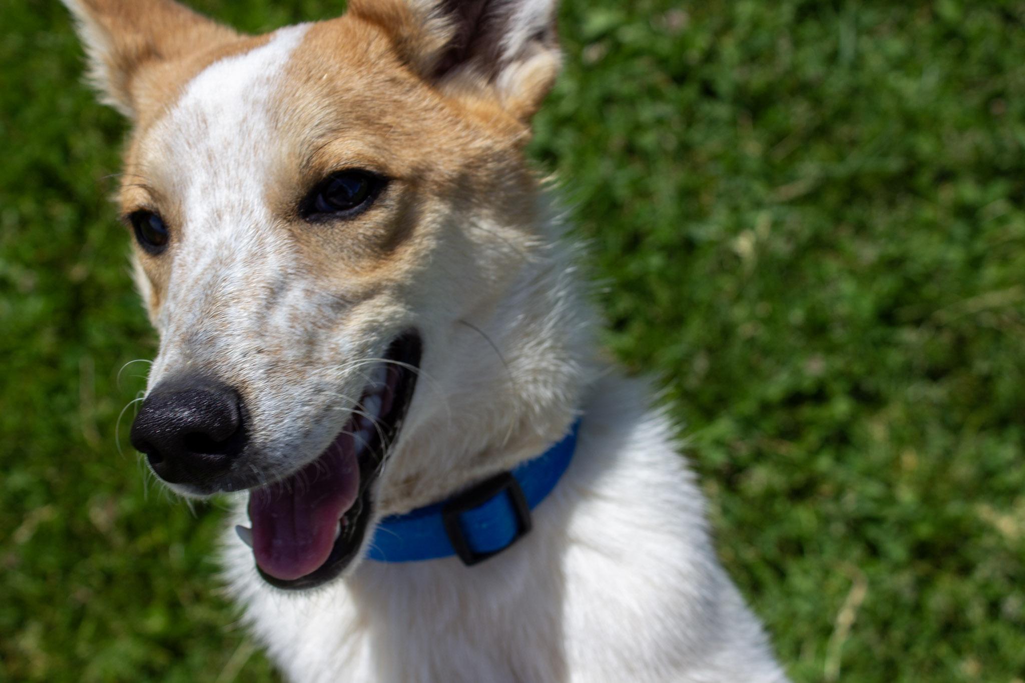 Bart, Adoptable, Puppy Male Australian Cattle Dog / Blue Heeler.