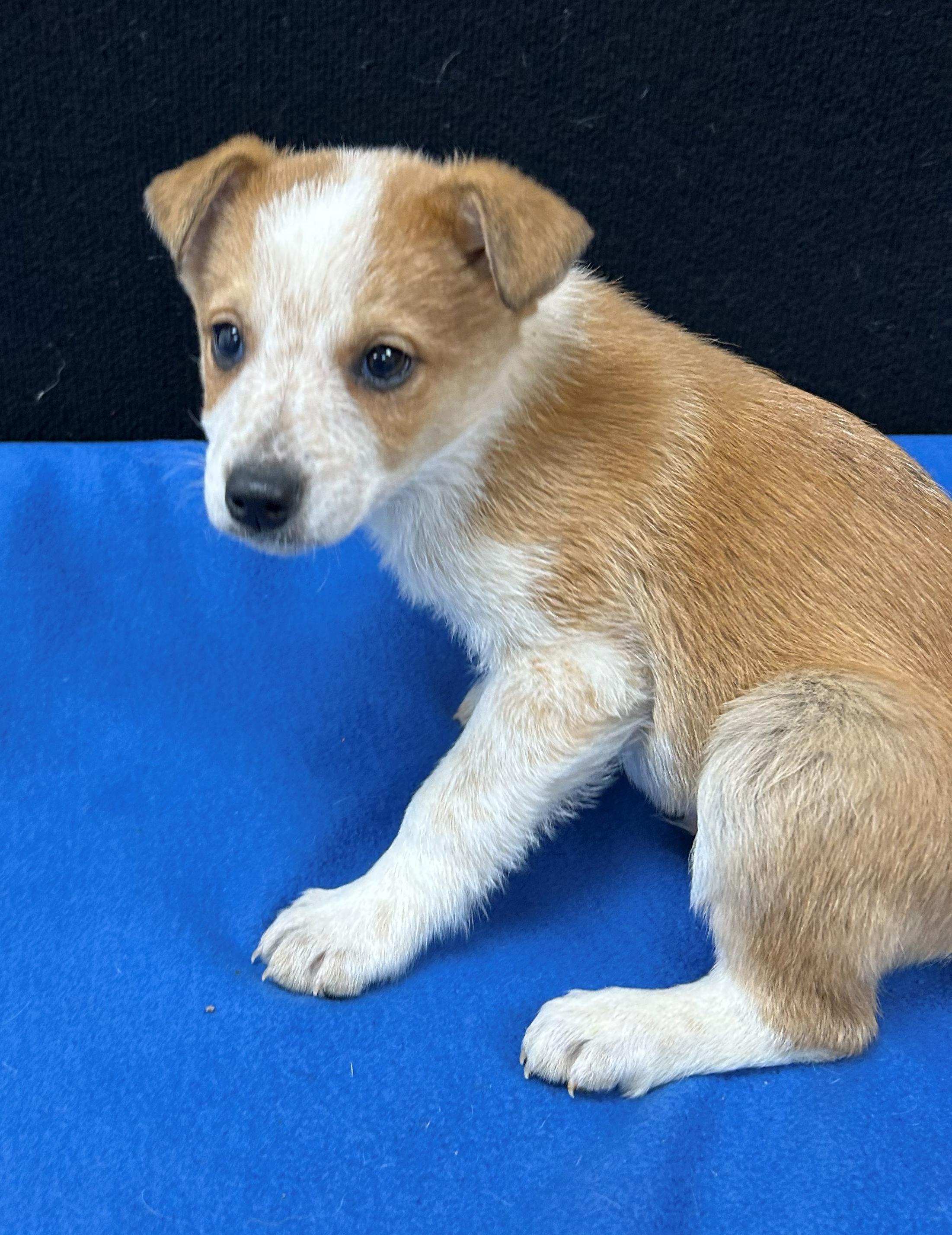 Enlarge Bart, a Adoptable mixed breed in Neillsville, WI image 1/5