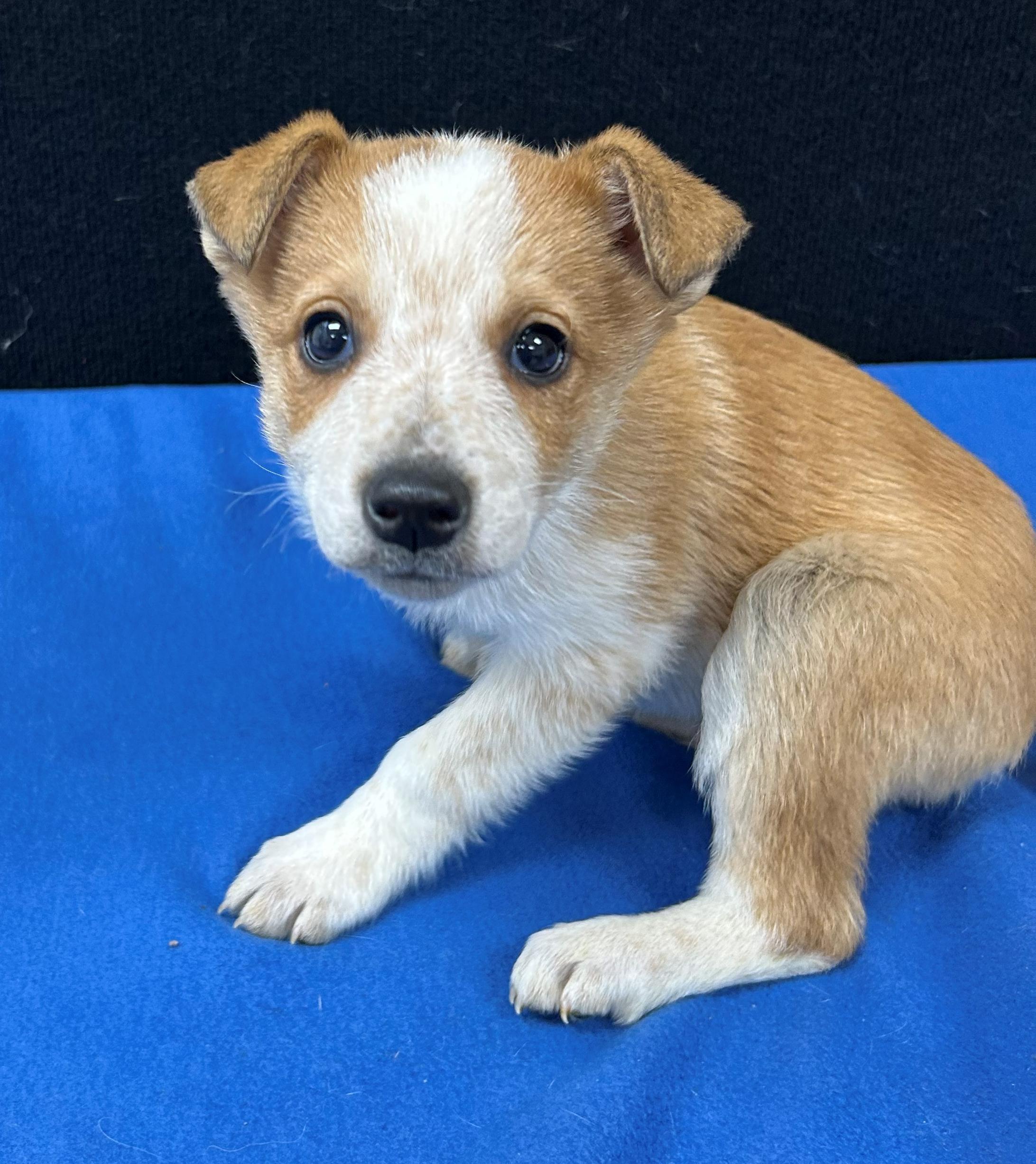 Enlarge Bart, a Adoptable mixed breed in Neillsville, WI image 2/5