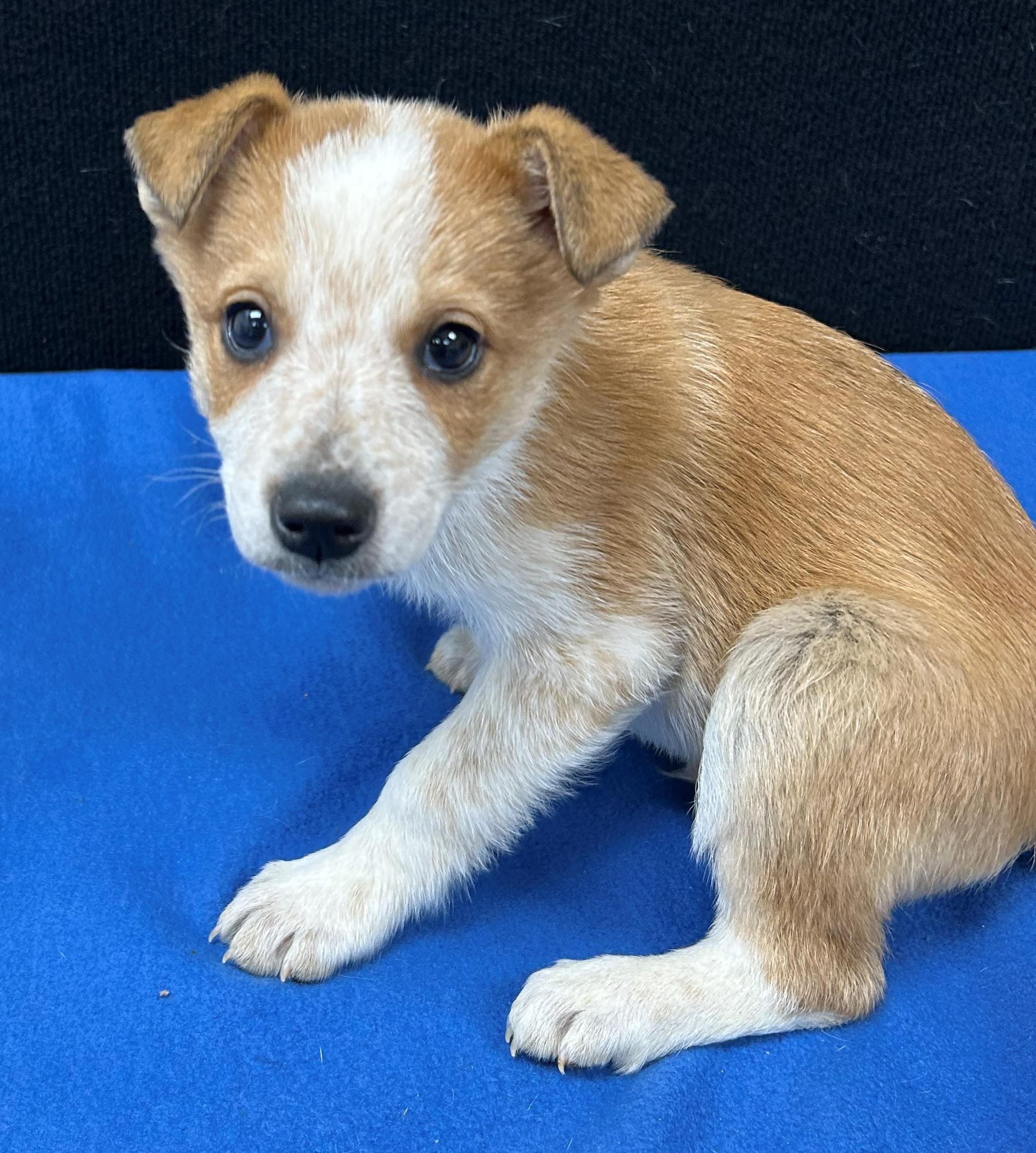Enlarge Bart, a Adoptable mixed breed in Neillsville, WI image 3/5