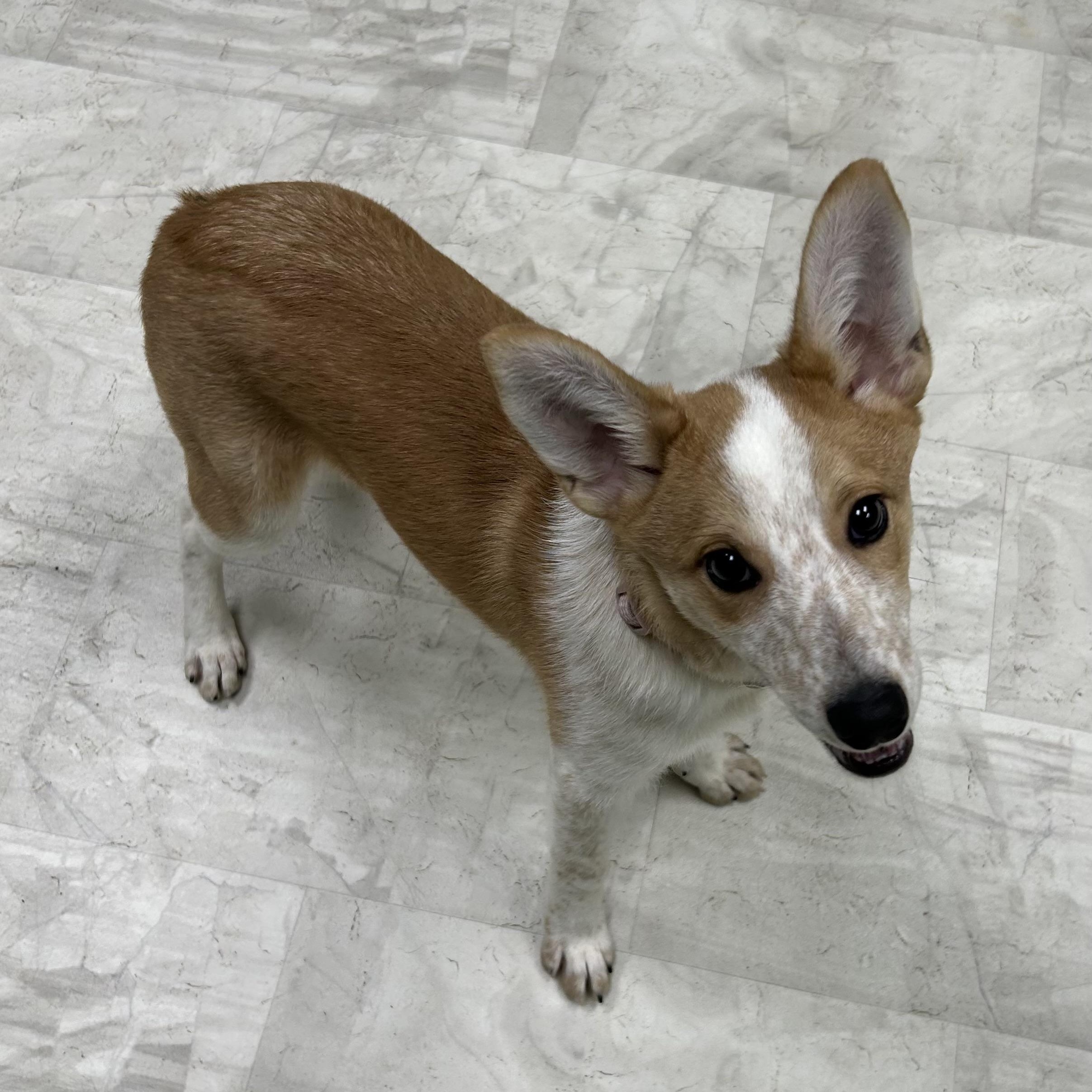 Enlarge Bart, a Adoptable mixed breed in Neillsville, WI image 3/5