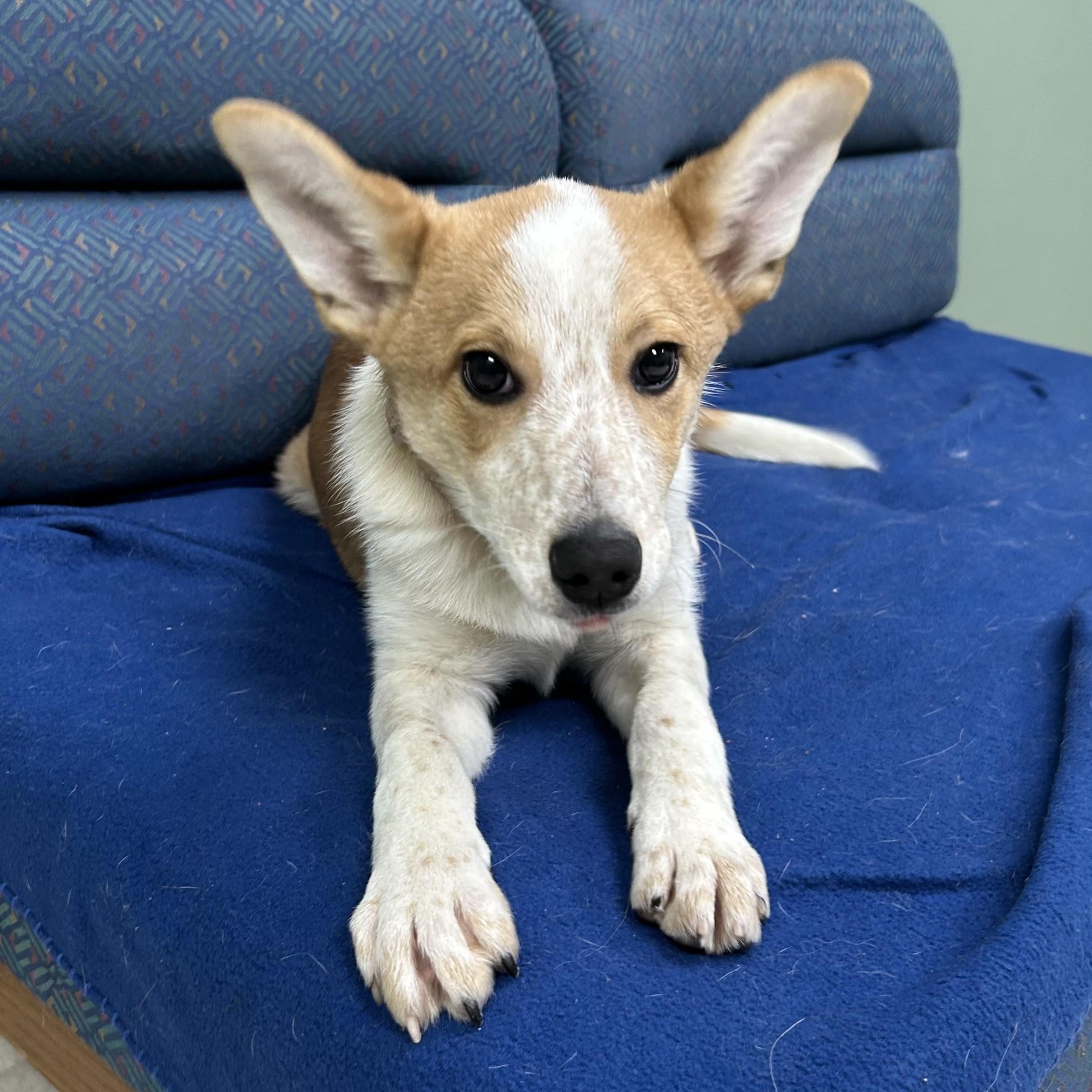 Enlarge Bart, a Adoptable mixed breed in Neillsville, WI image 4/5
