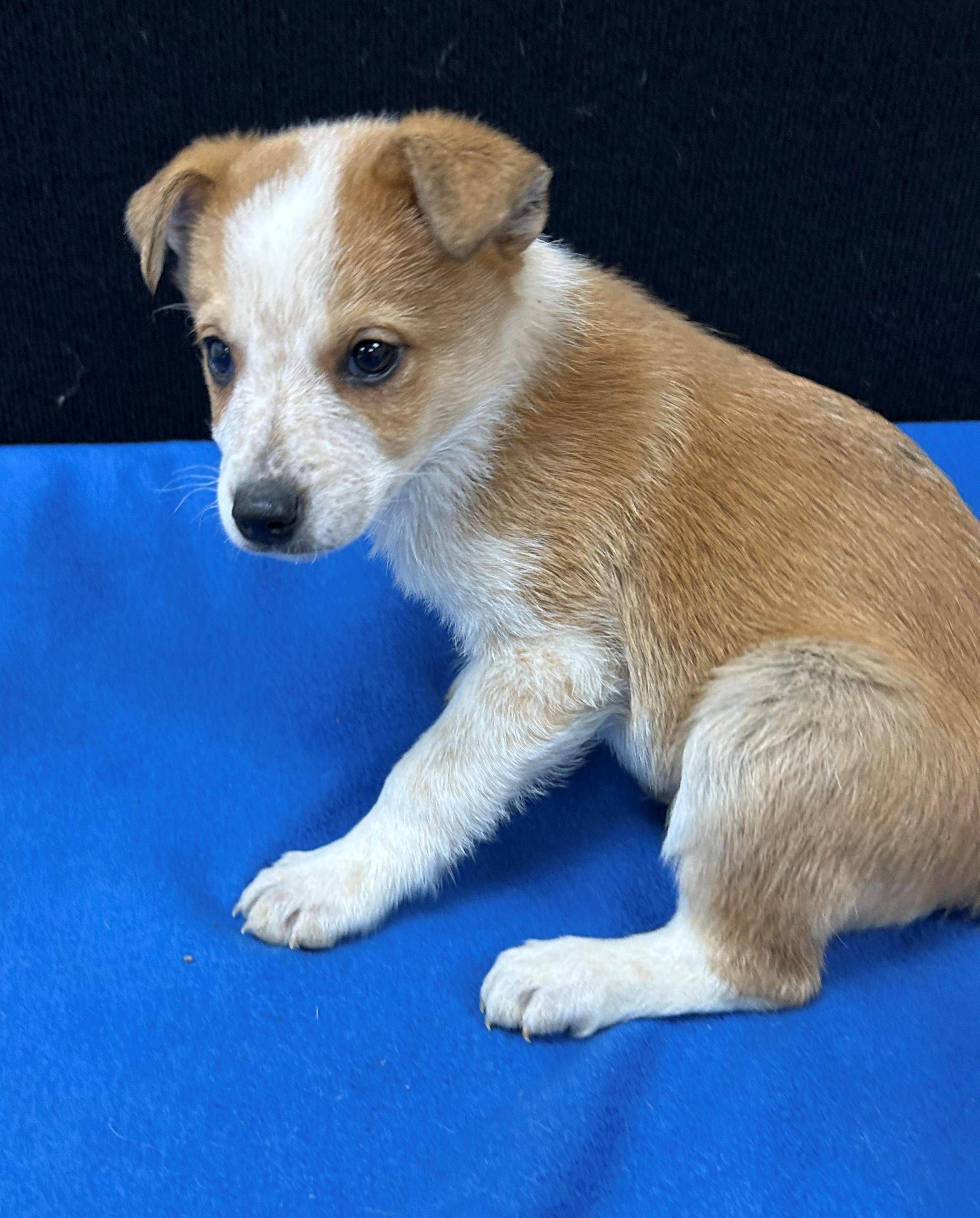 Enlarge Bart, a Adoptable mixed breed in Neillsville, WI image 4/5