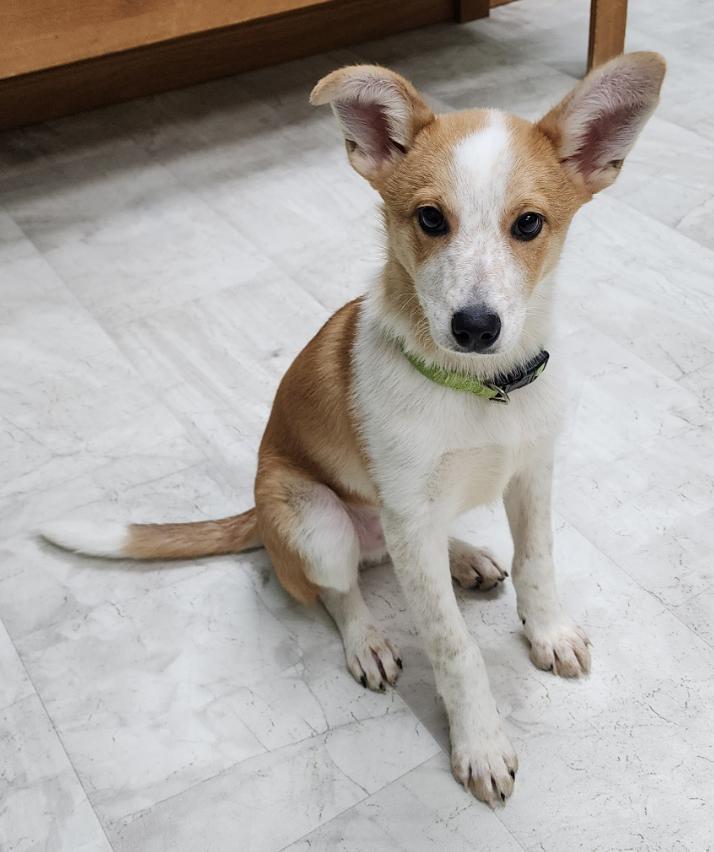 Enlarge Bart, a Adoptable mixed breed in Neillsville, WI image 2/3