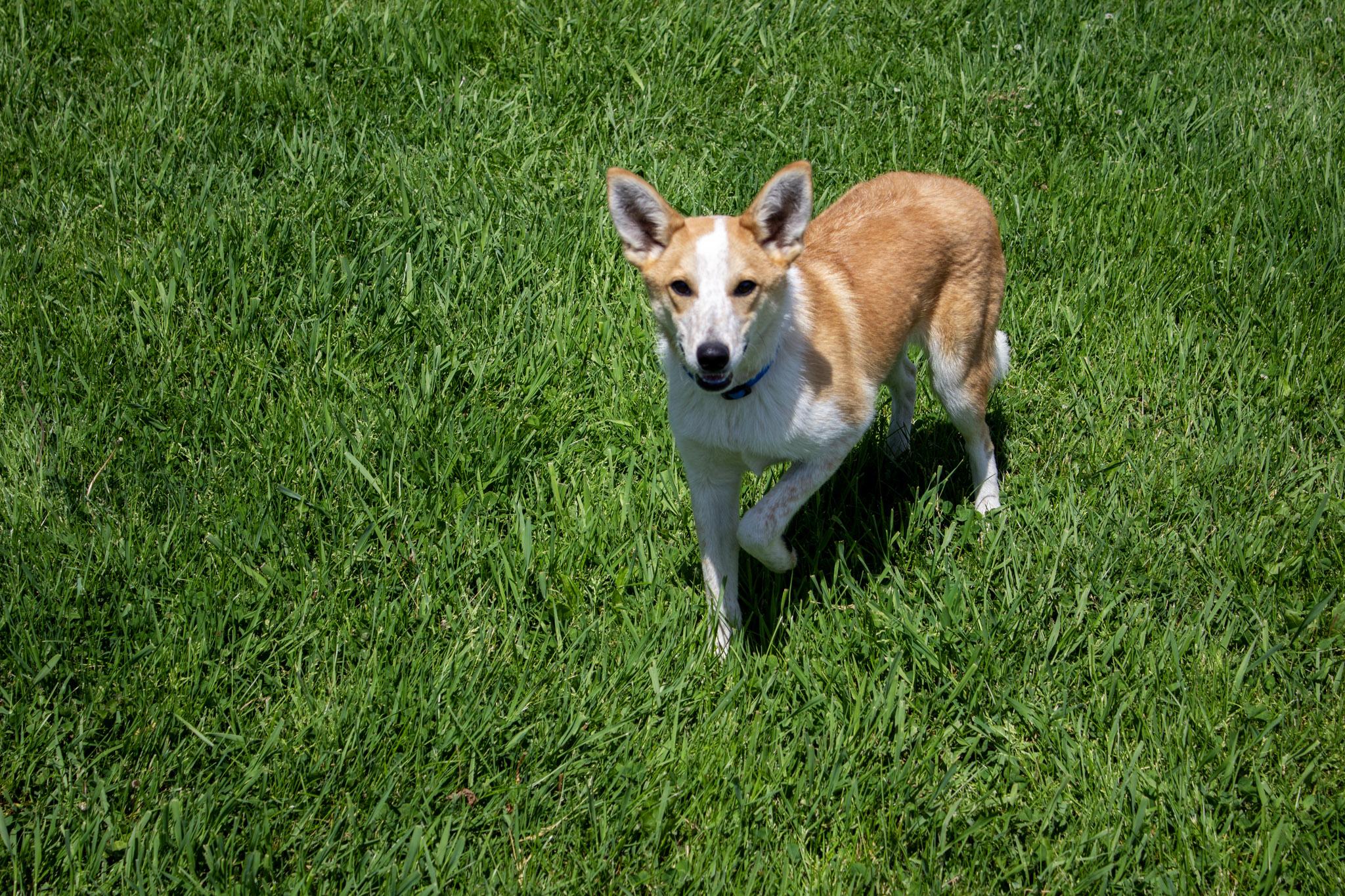 Enlarge Bart, a Adoptable mixed breed in Neillsville, WI image 2/6