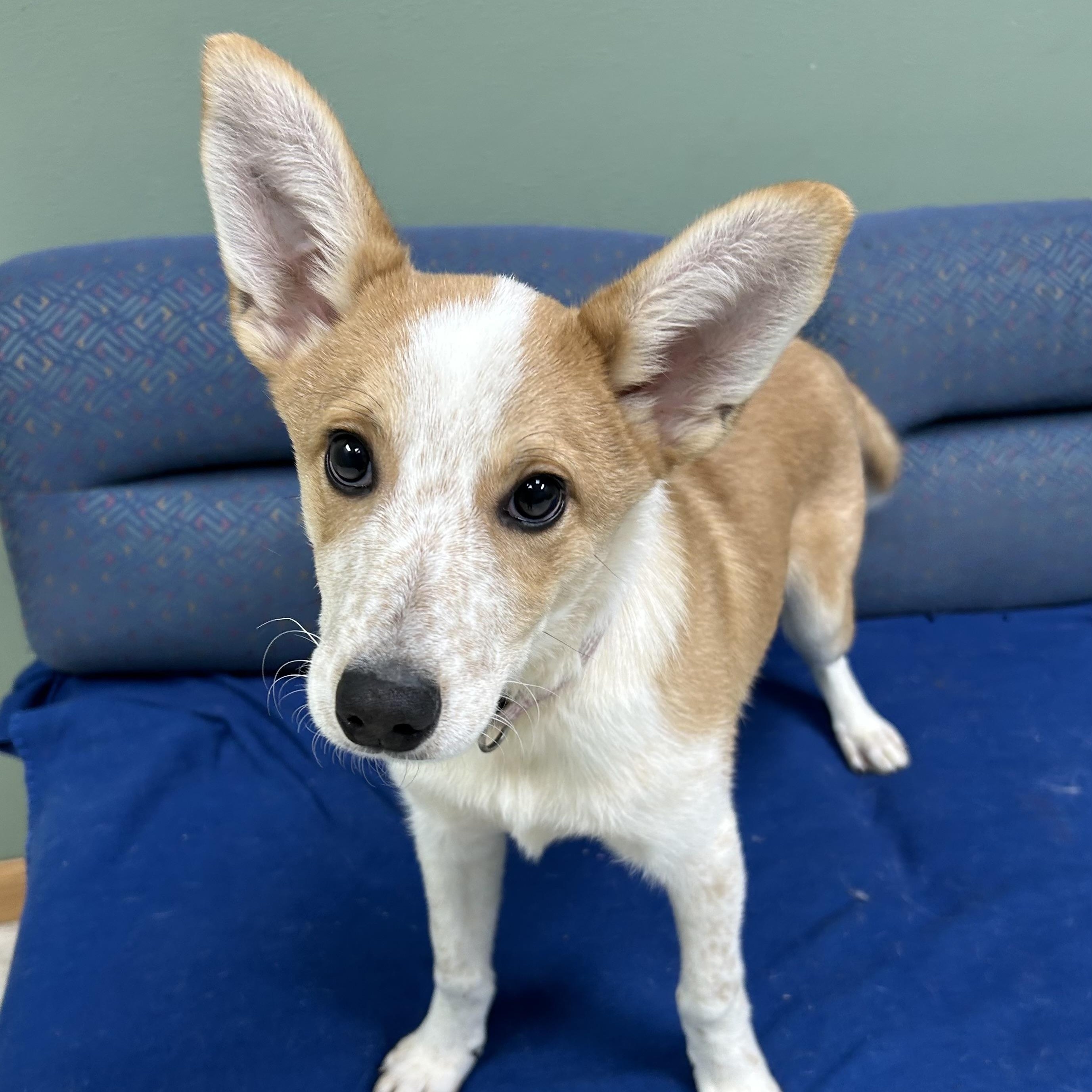 Enlarge Bart, a Adoptable mixed breed in Neillsville, WI image 2/5