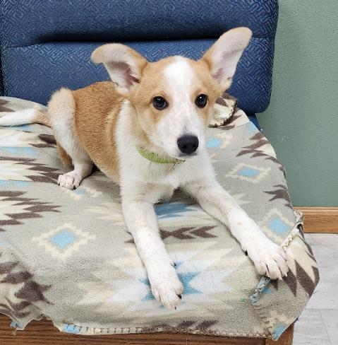 Enlarge Bart, a Adoptable mixed breed in Neillsville, WI image 1/3
