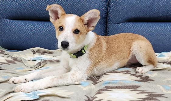 Enlarge Bart, a Adoptable mixed breed in Neillsville, WI image 3/3