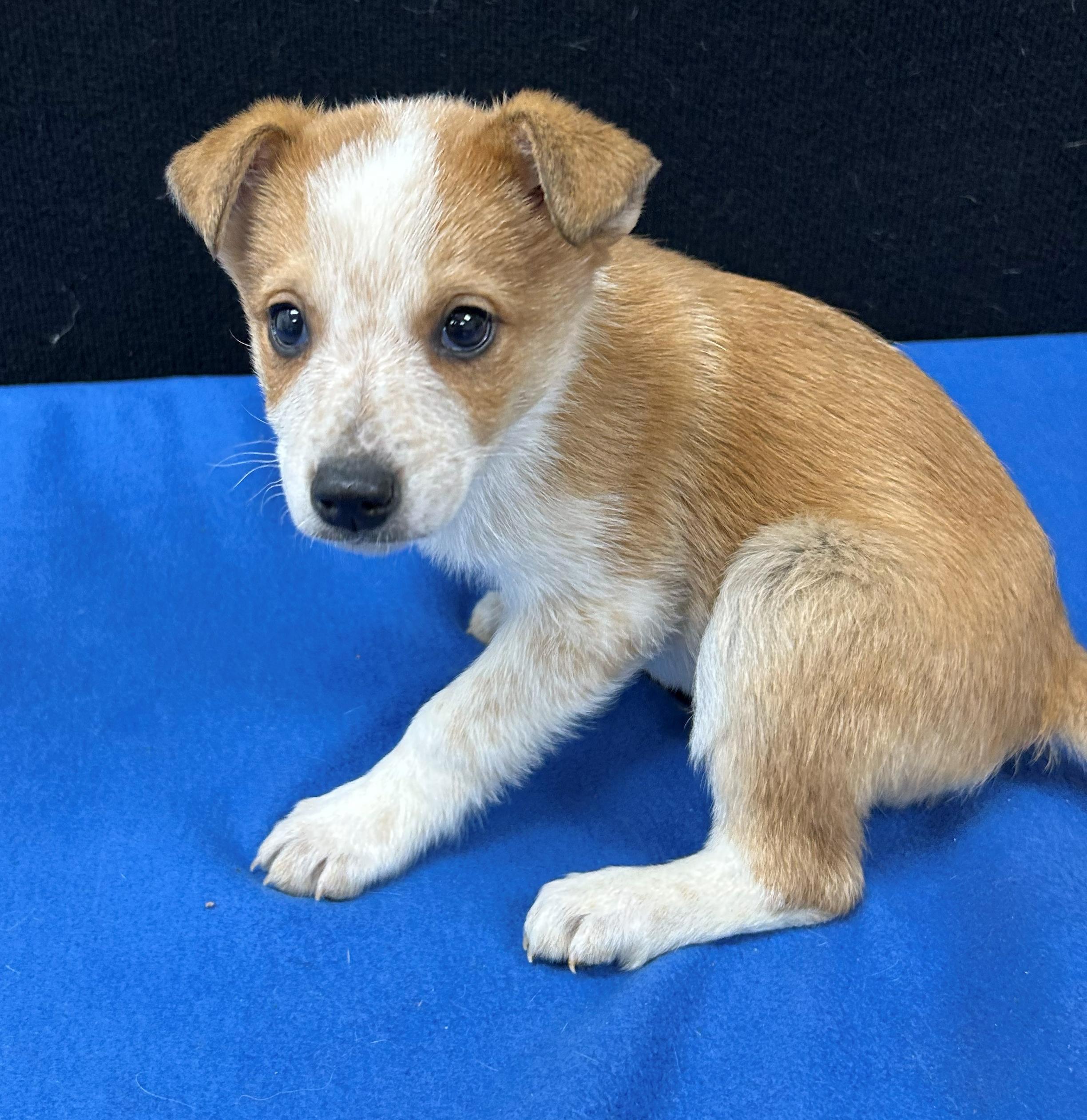 Enlarge Bart, a Adoptable mixed breed in Neillsville, WI image 5/5