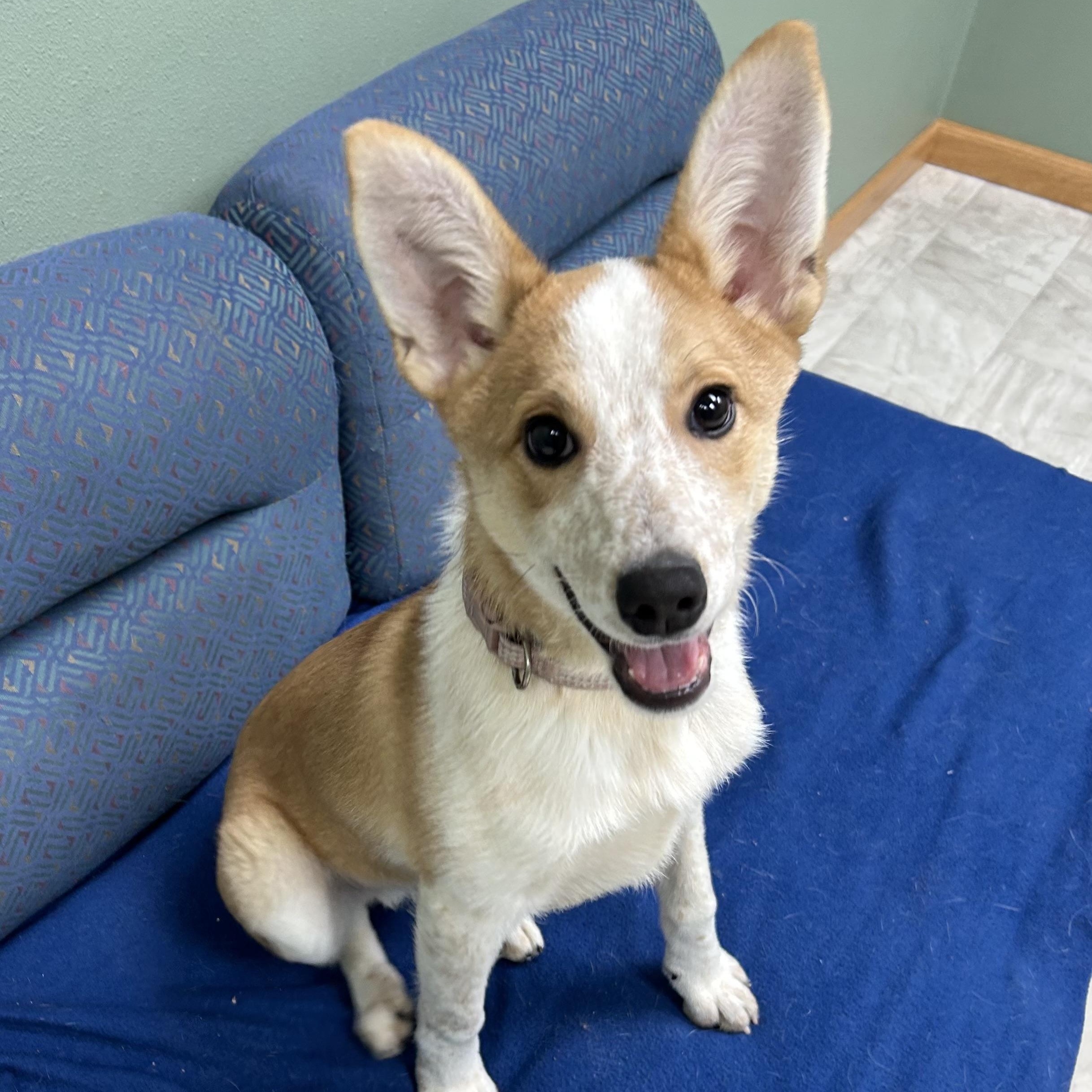 Enlarge Bart, a Adoptable mixed breed in Neillsville, WI image 5/5