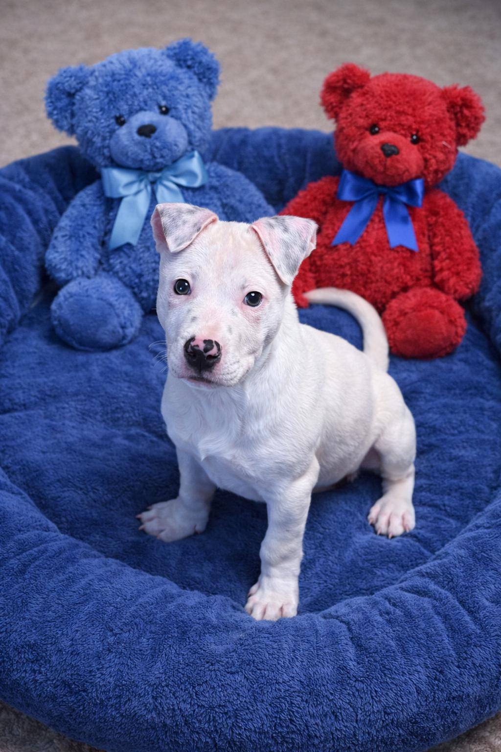 Enlarge Titan, a ADOPTABLE mixed breed in Wanaque, NJ image 5/5