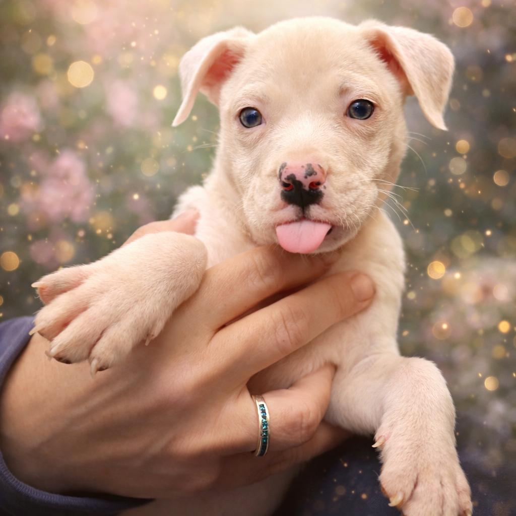 Titan, ADOPTABLE, Puppy Male American Staffordshire Terrier & Labrador Retriever.